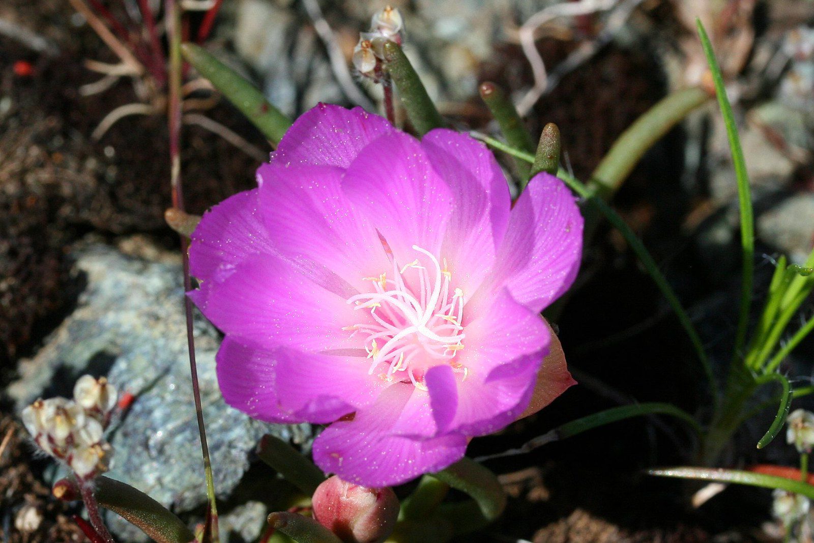 Bitterroot