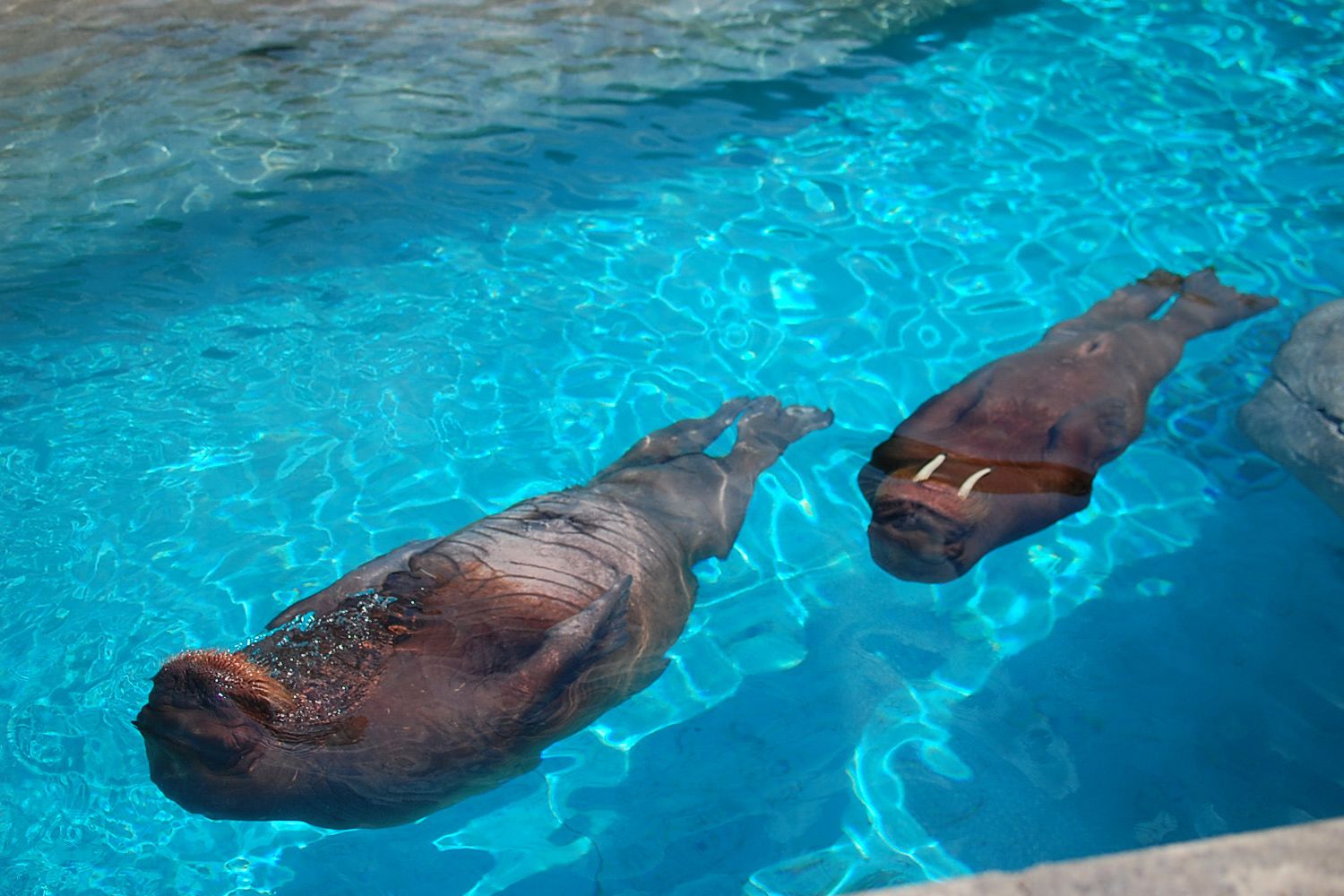 Indianapolis Zoo walrus