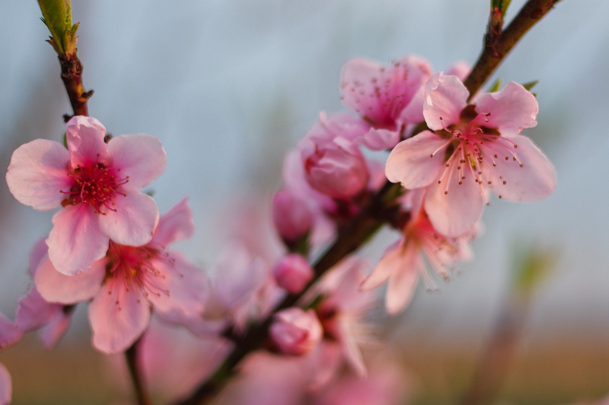 Peach Blossom