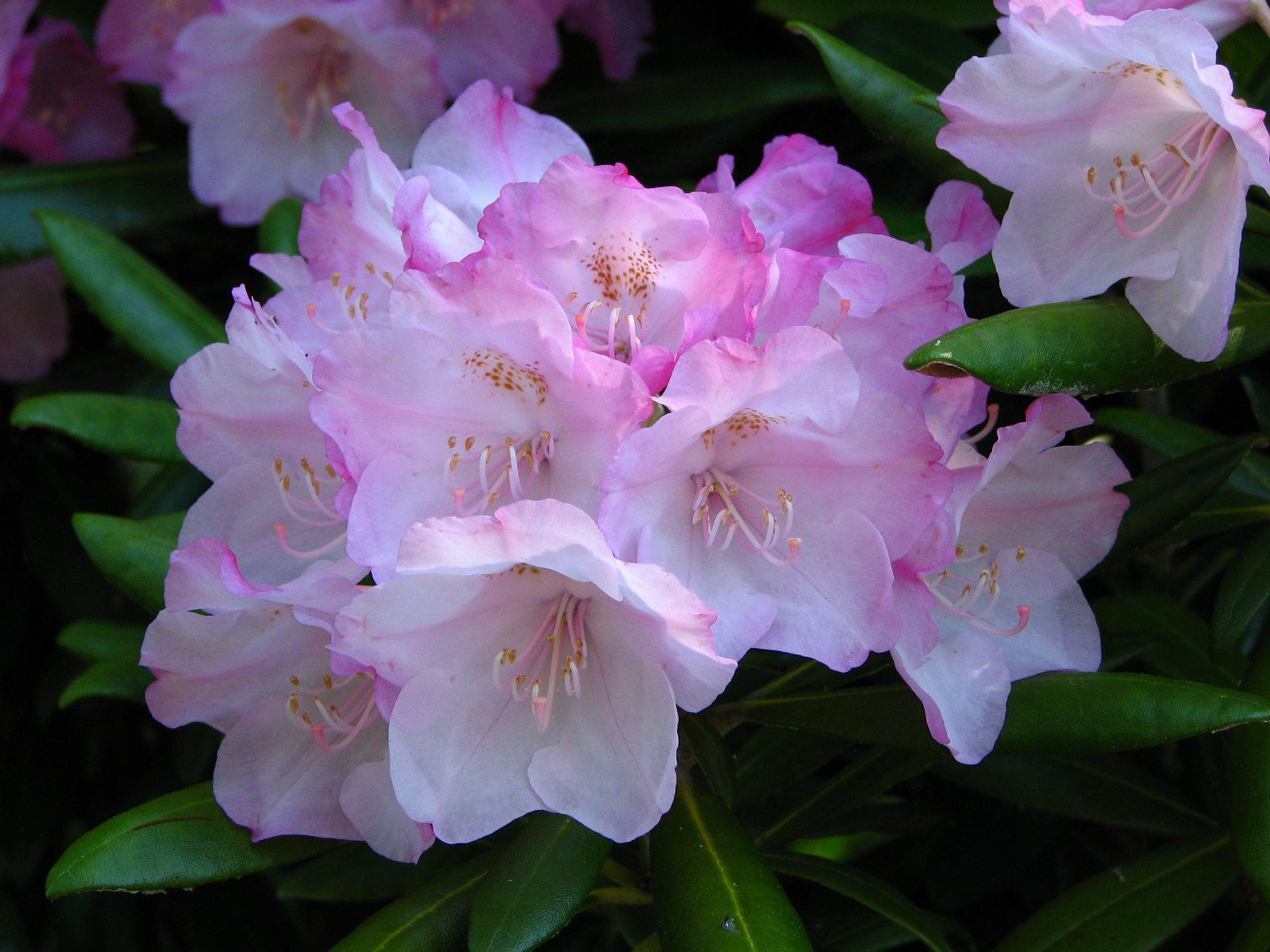 Coast Rhododendron
