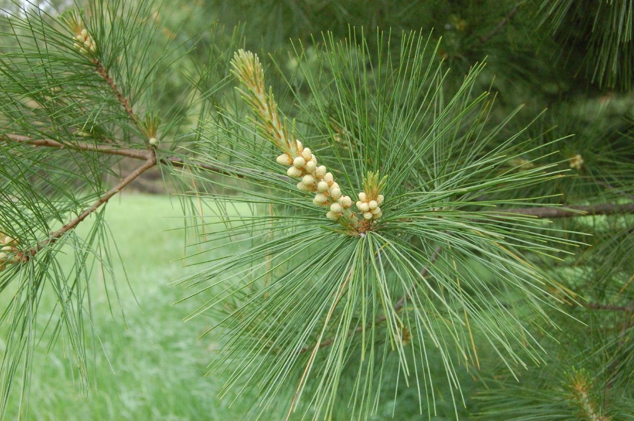 White Pine Cone and Tassel