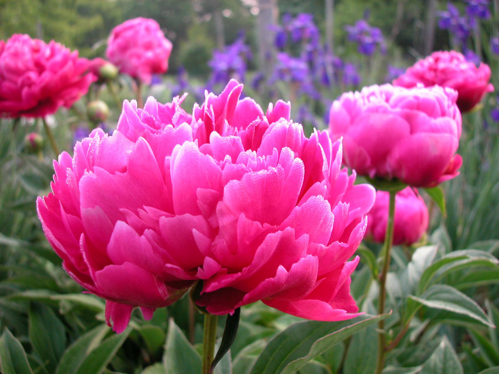 Peony