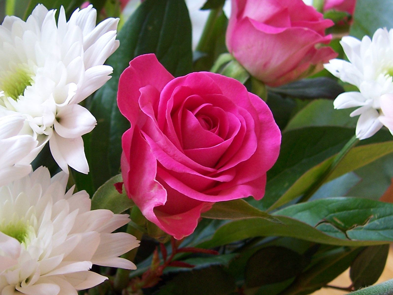 red rose