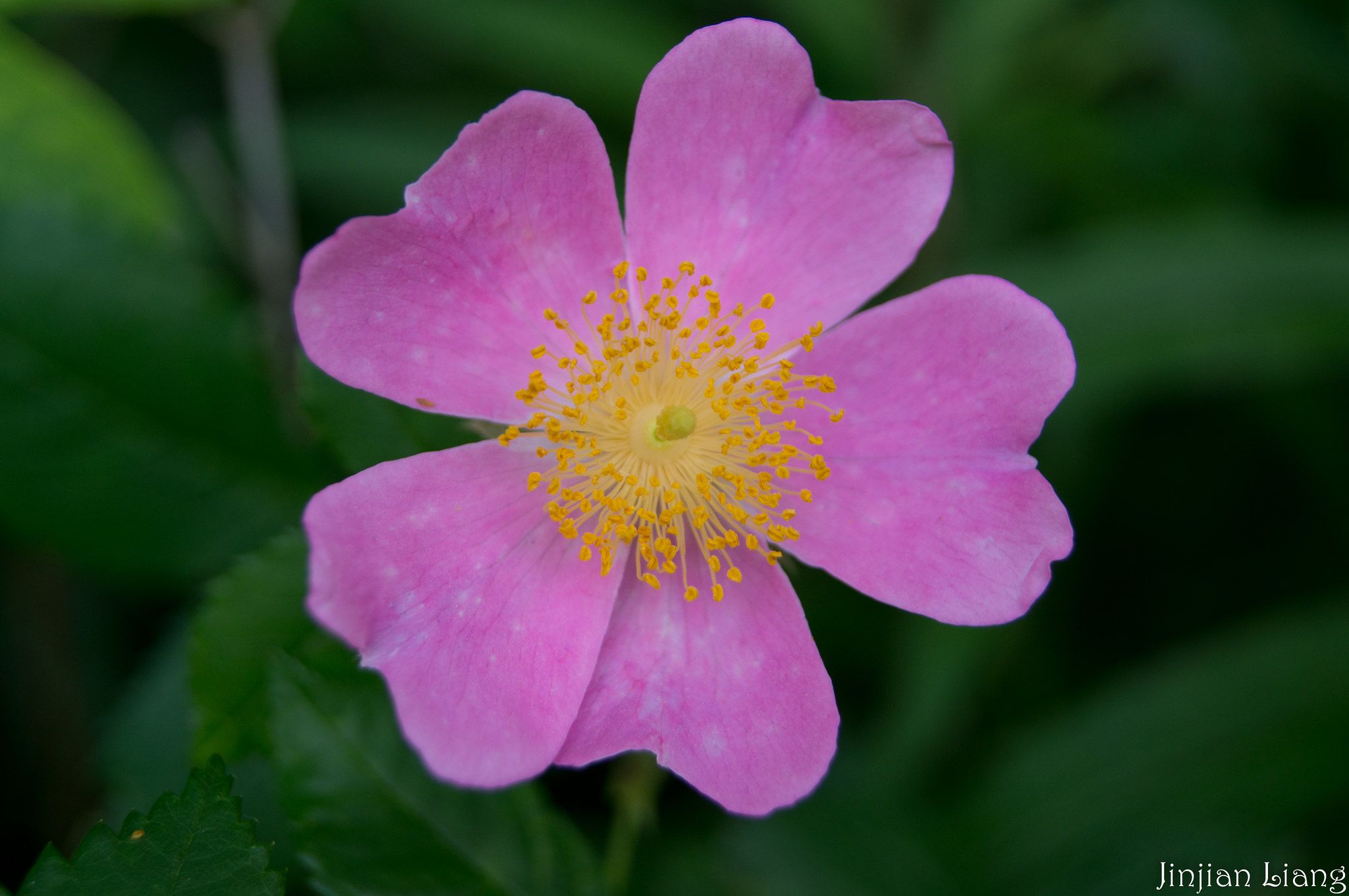 Wild Rose