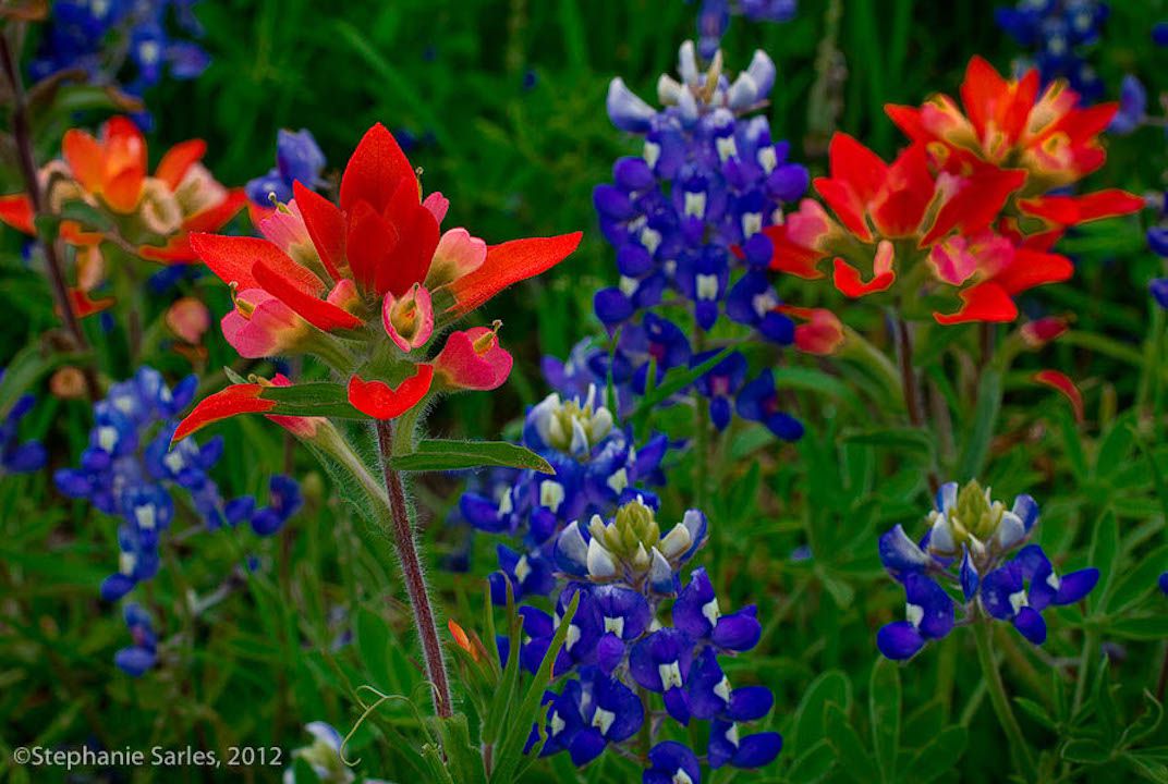 bluebonnet