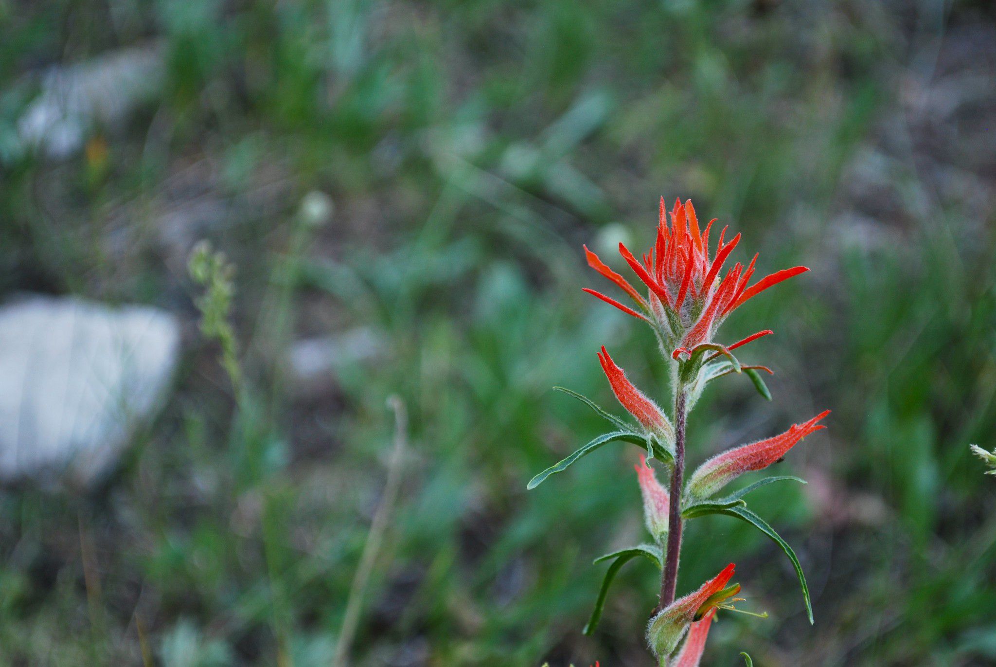 Indian Paintbrush