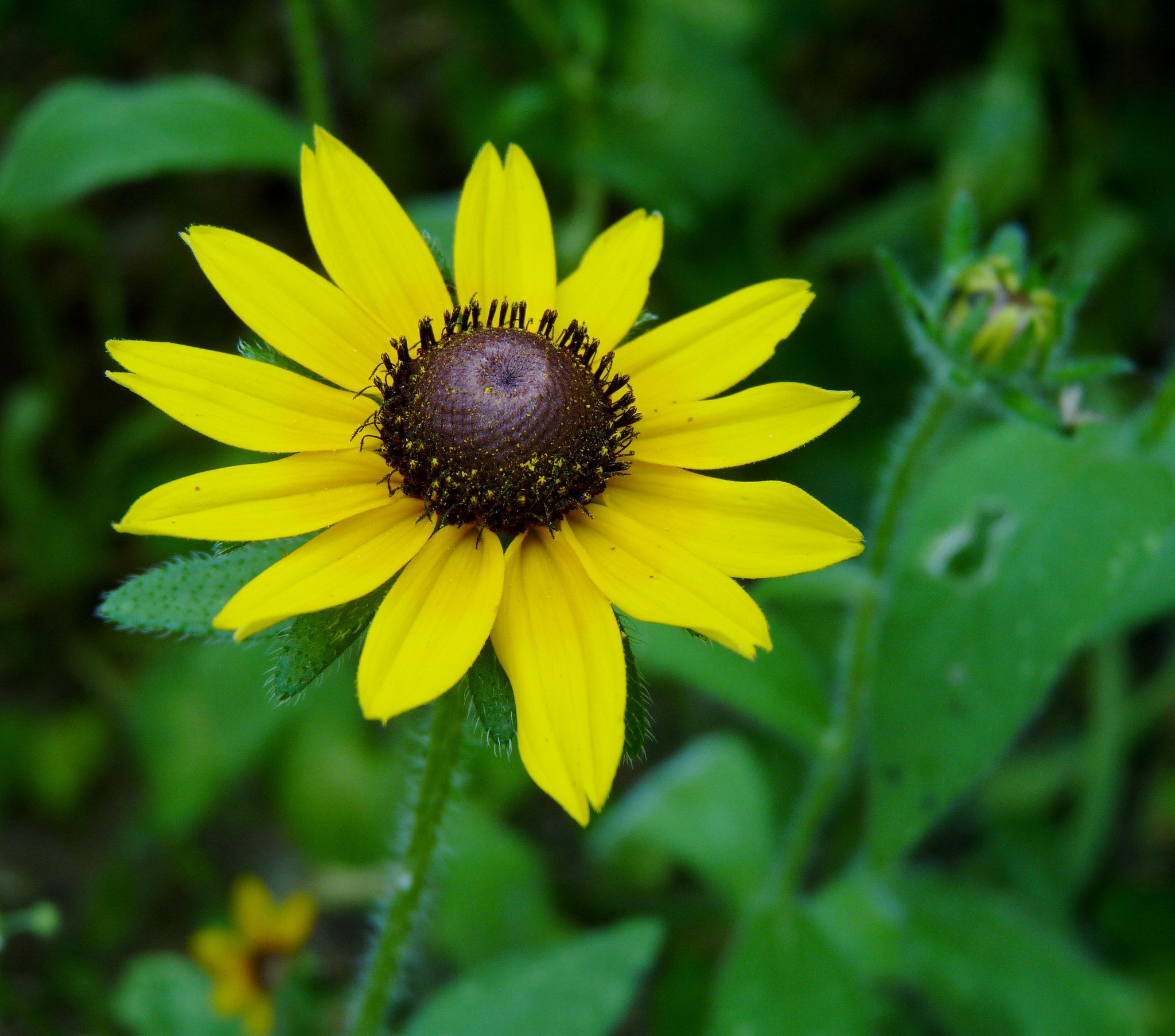 Black-Eyed Susan