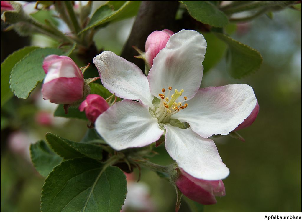 apple blossom