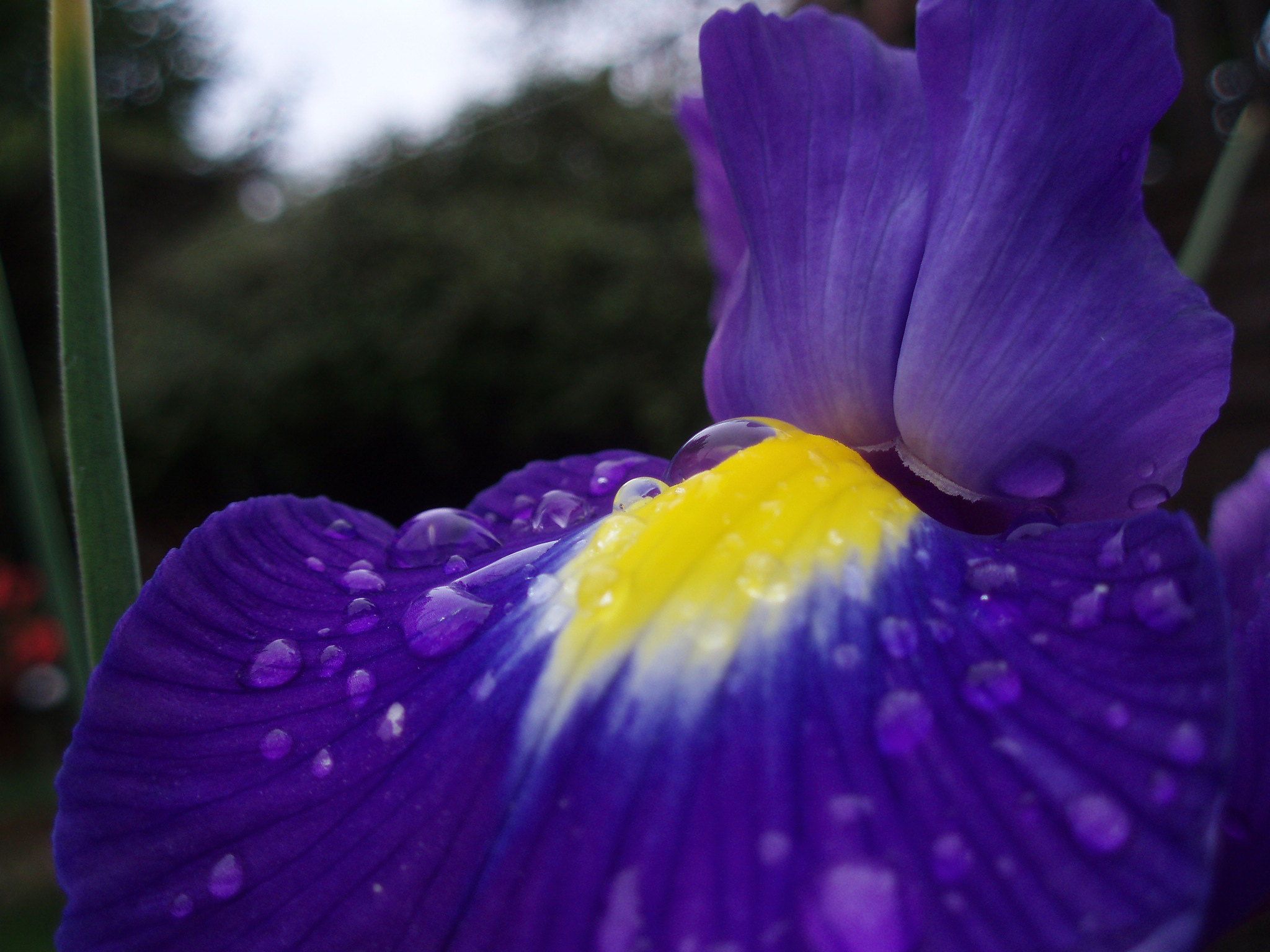 Iris