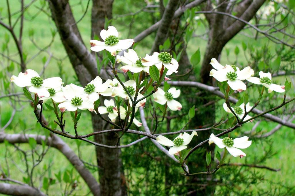 Dogwood