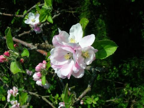 apple blossom