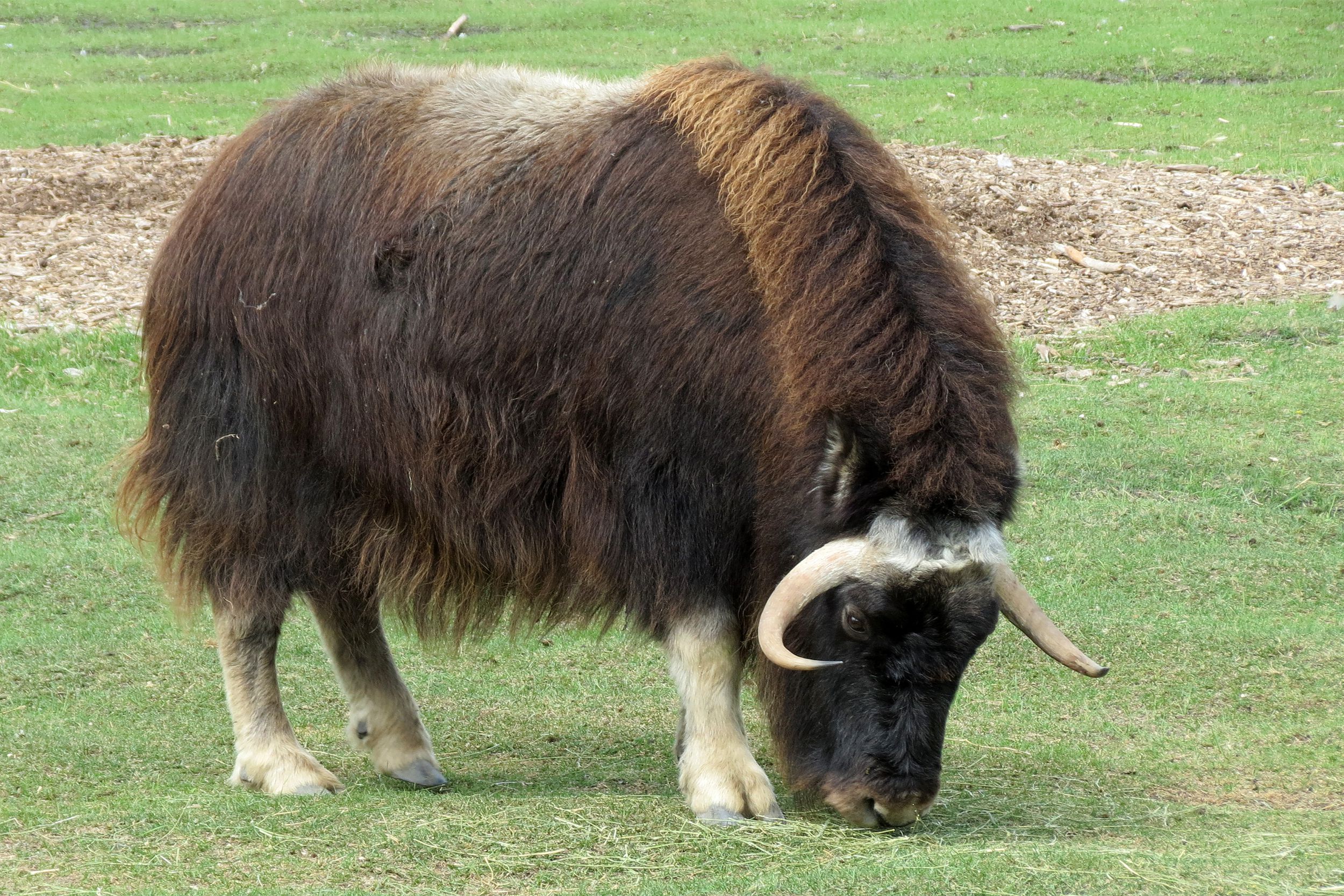 Assiniboine Park Zoo, Winnipeg (492710)