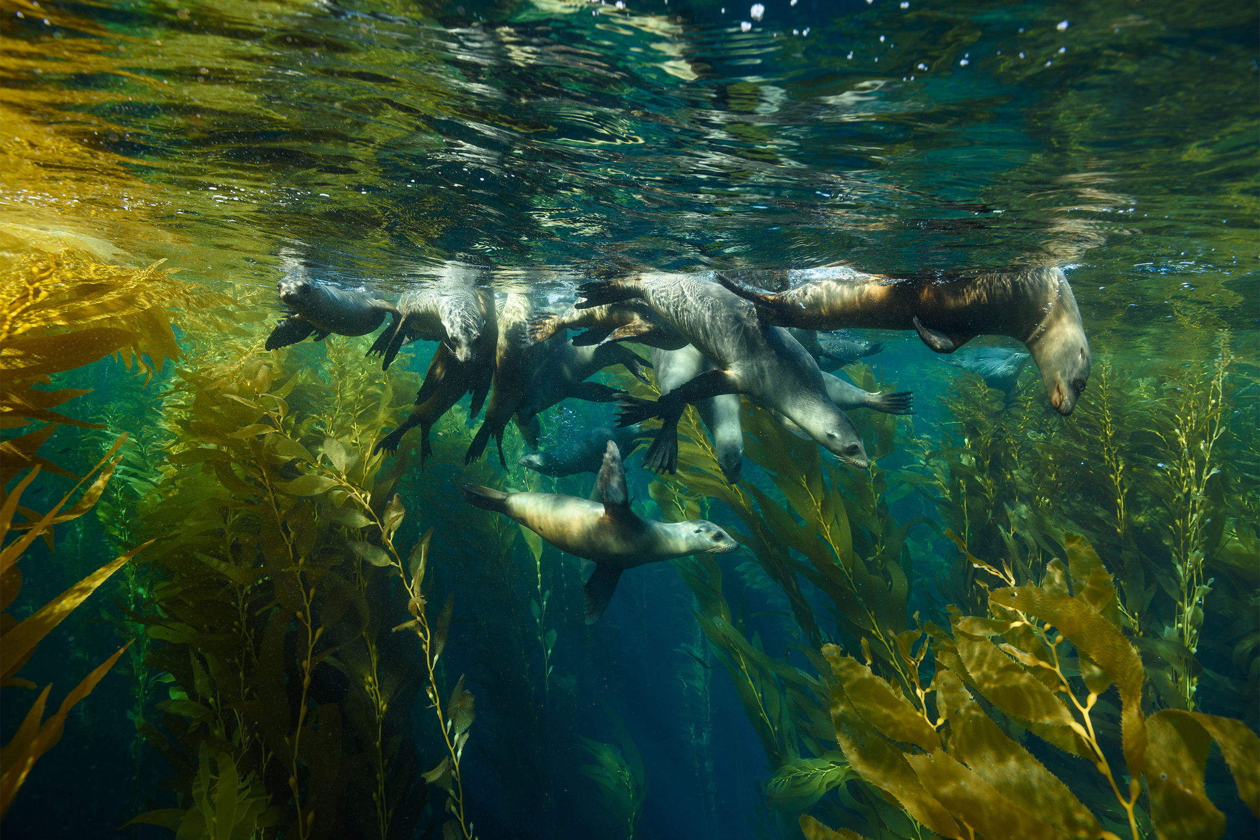 Channel Islands National Park