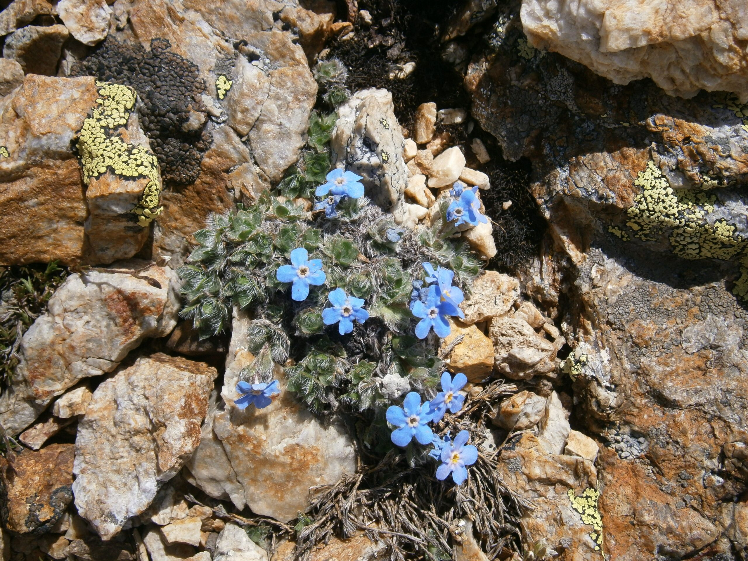 Alpine Forget-Me-Not