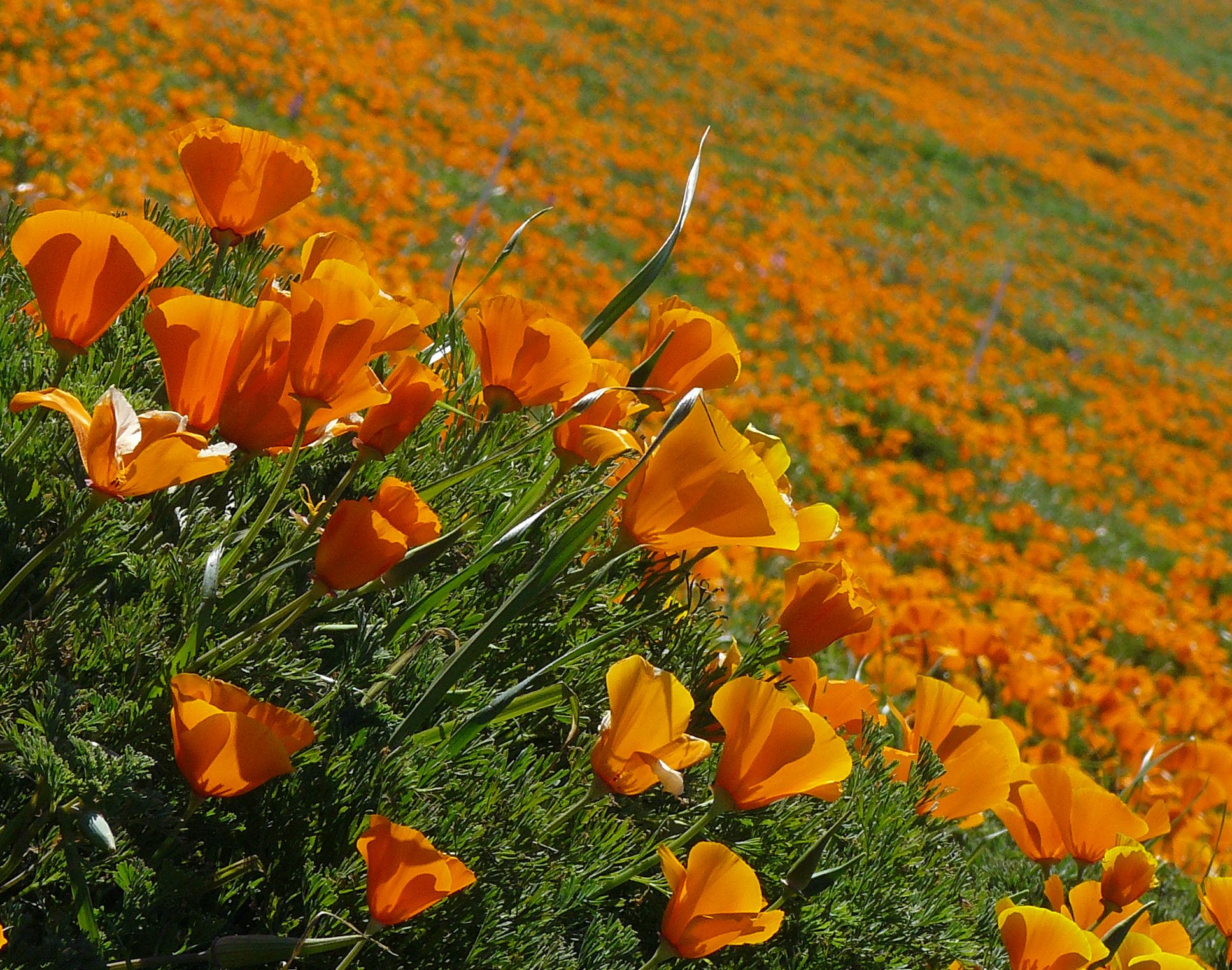 california poppy