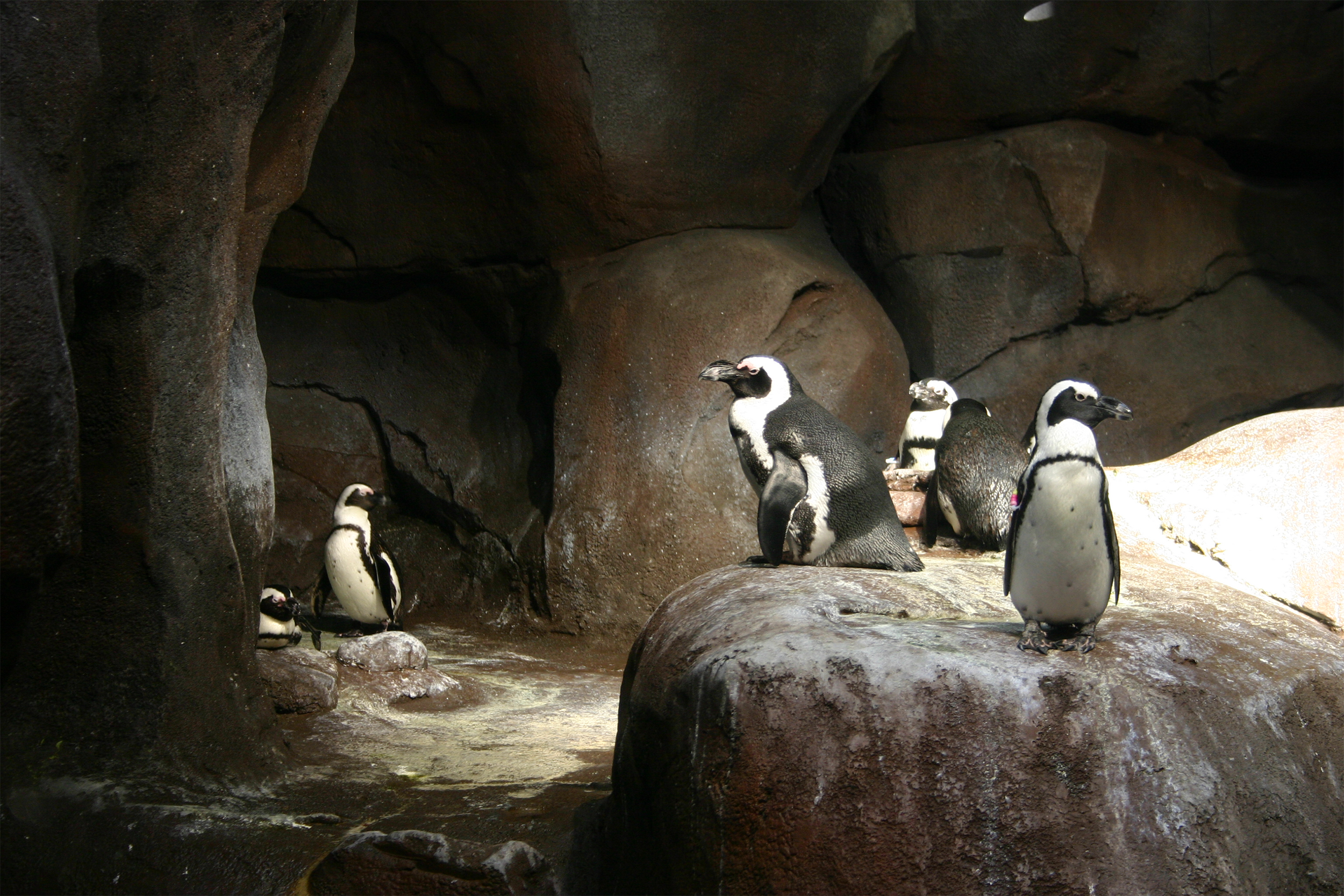 Georgia Aquarium penguins