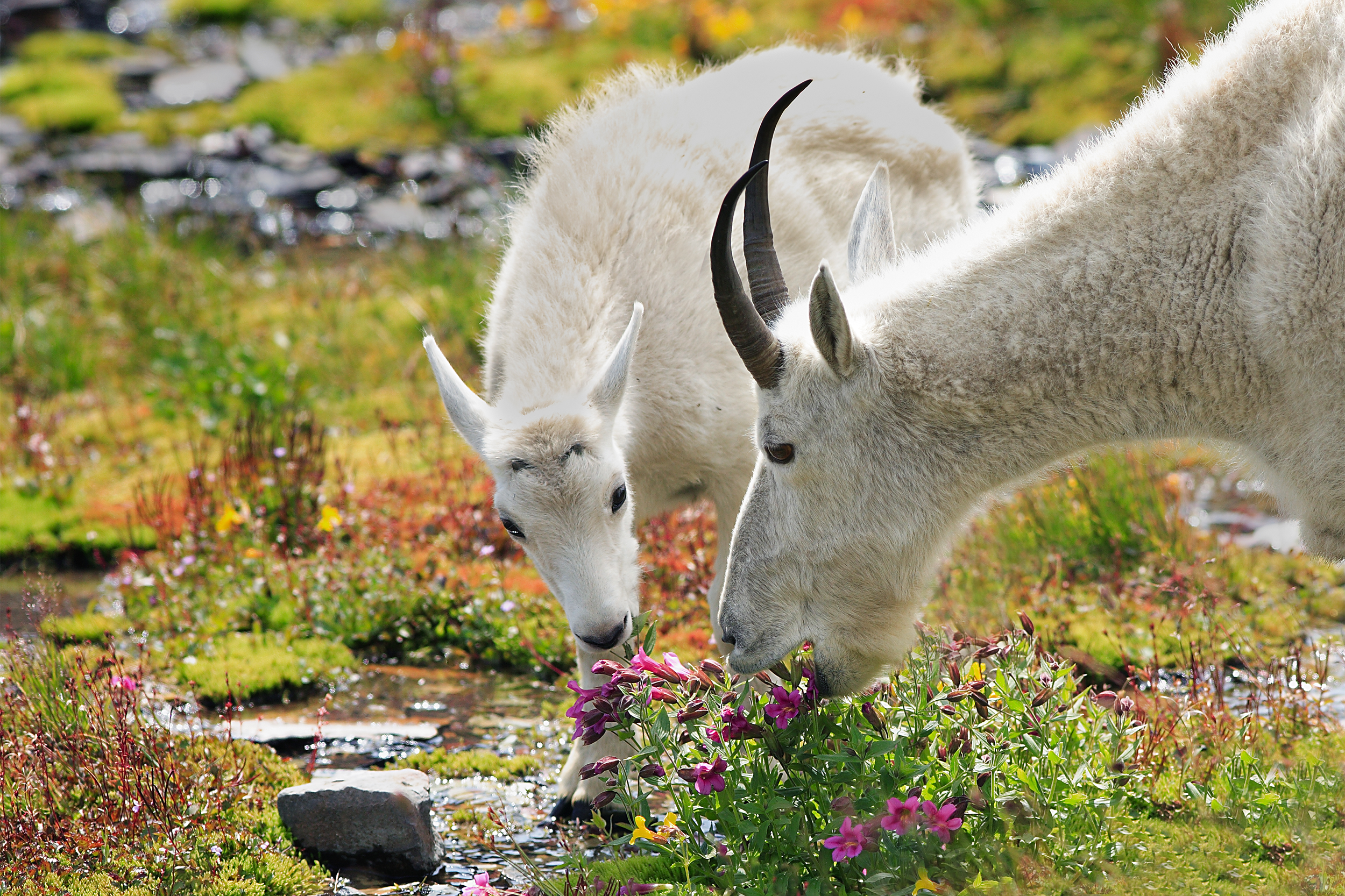 Glacier National Park mountain goats
