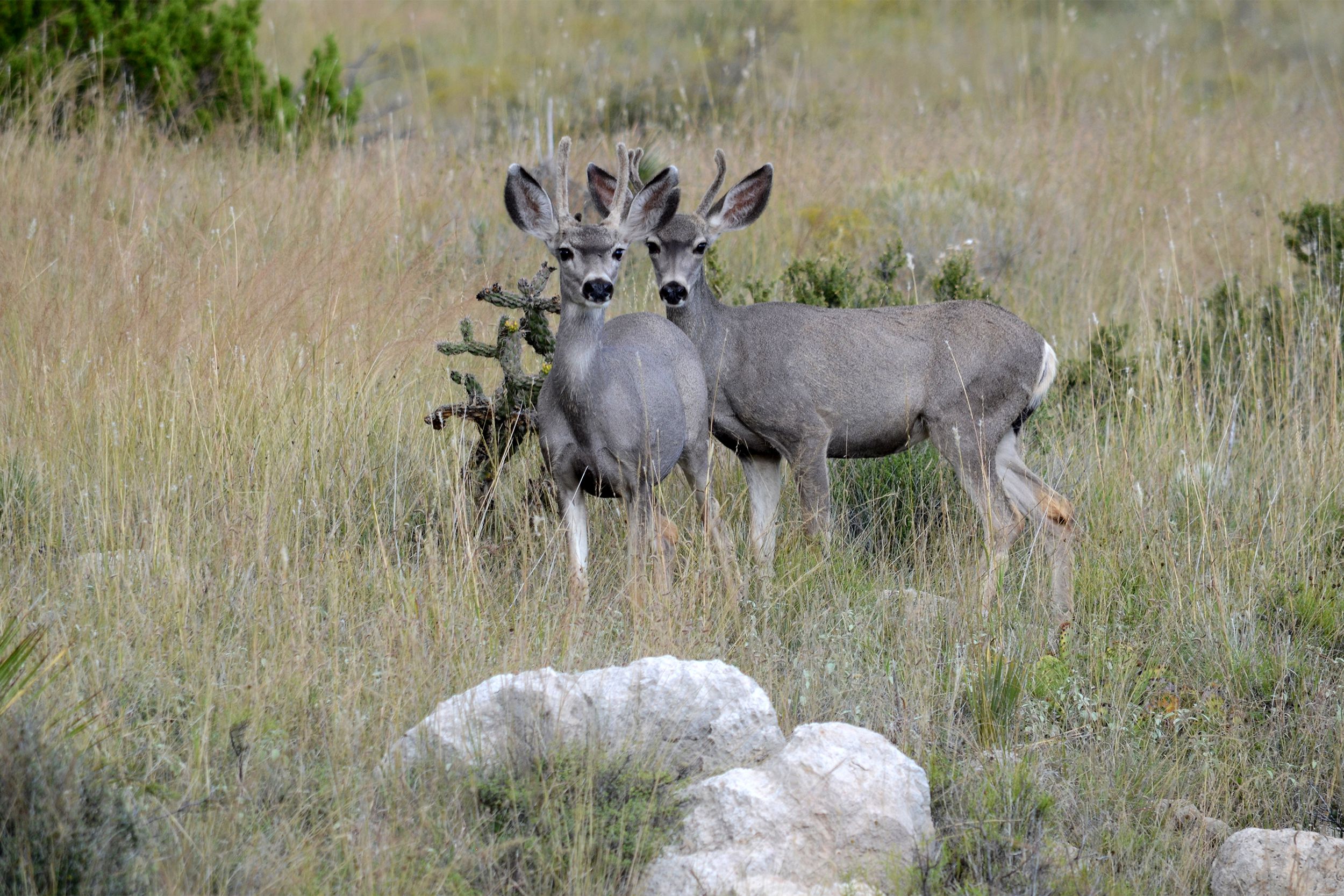 Guadalupe Mountains National Park deer