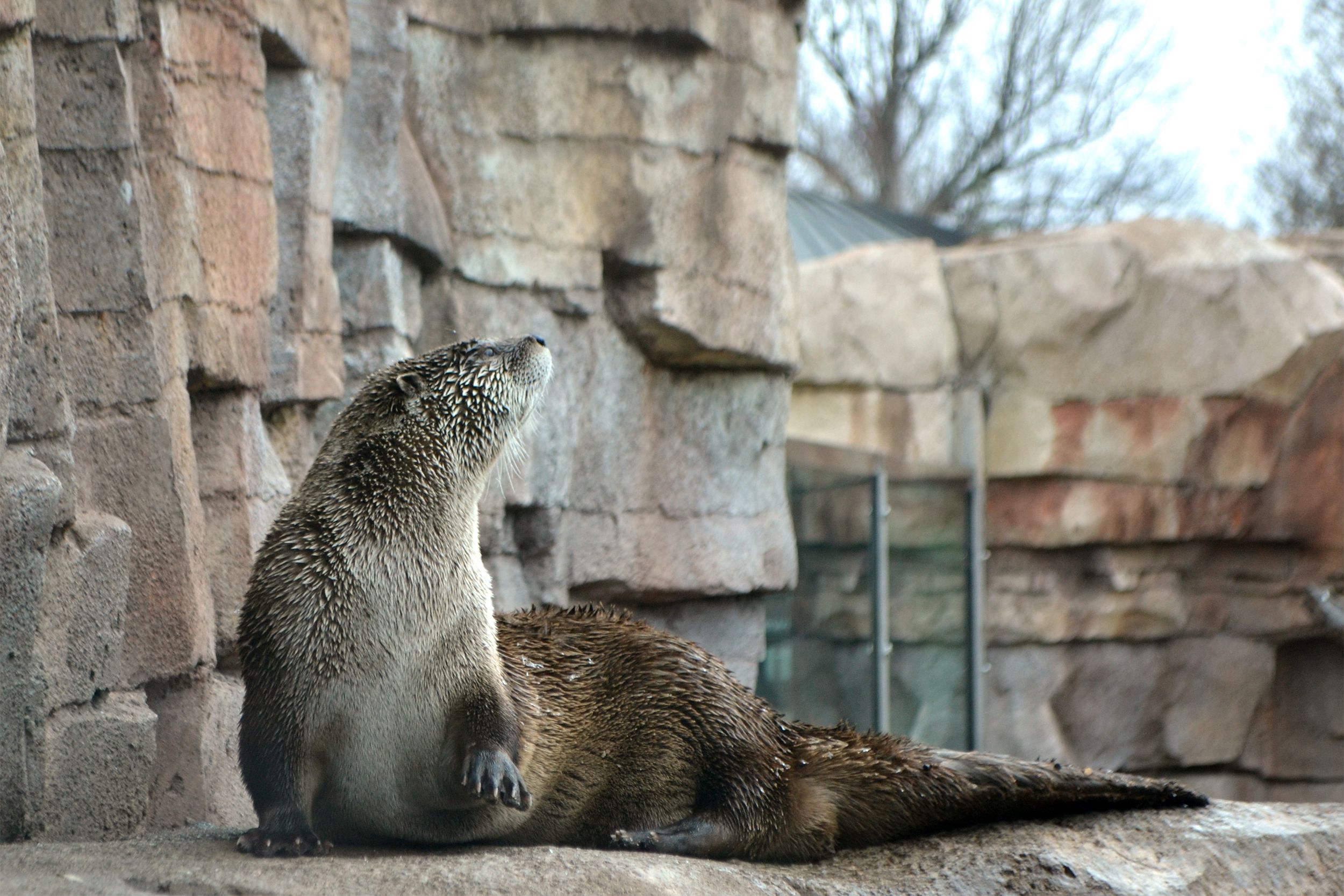 river otter