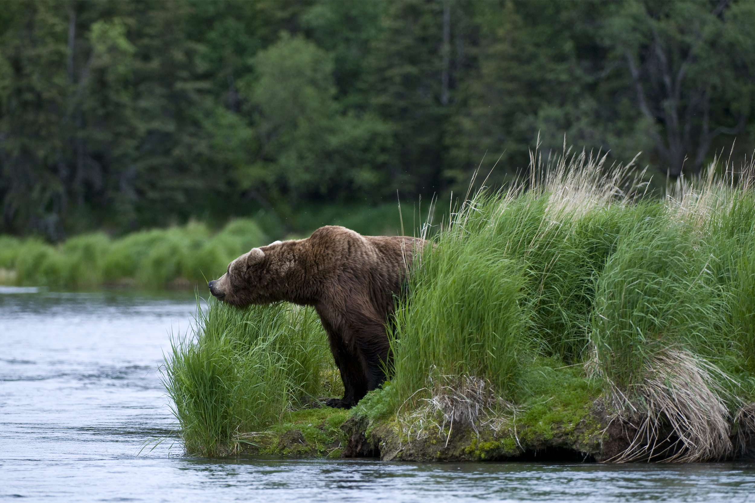 Katmai National Park & Preserve brown bear