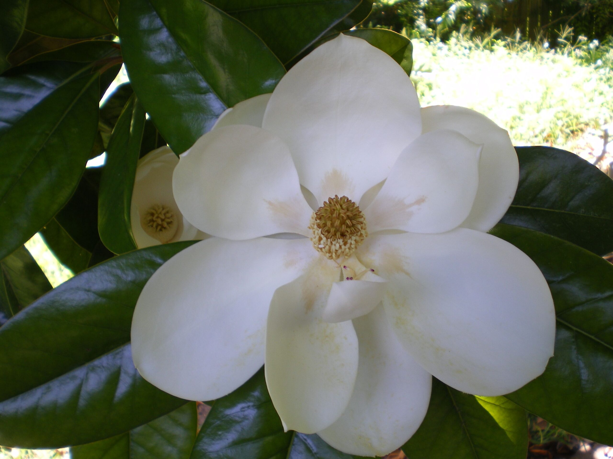 magnolia