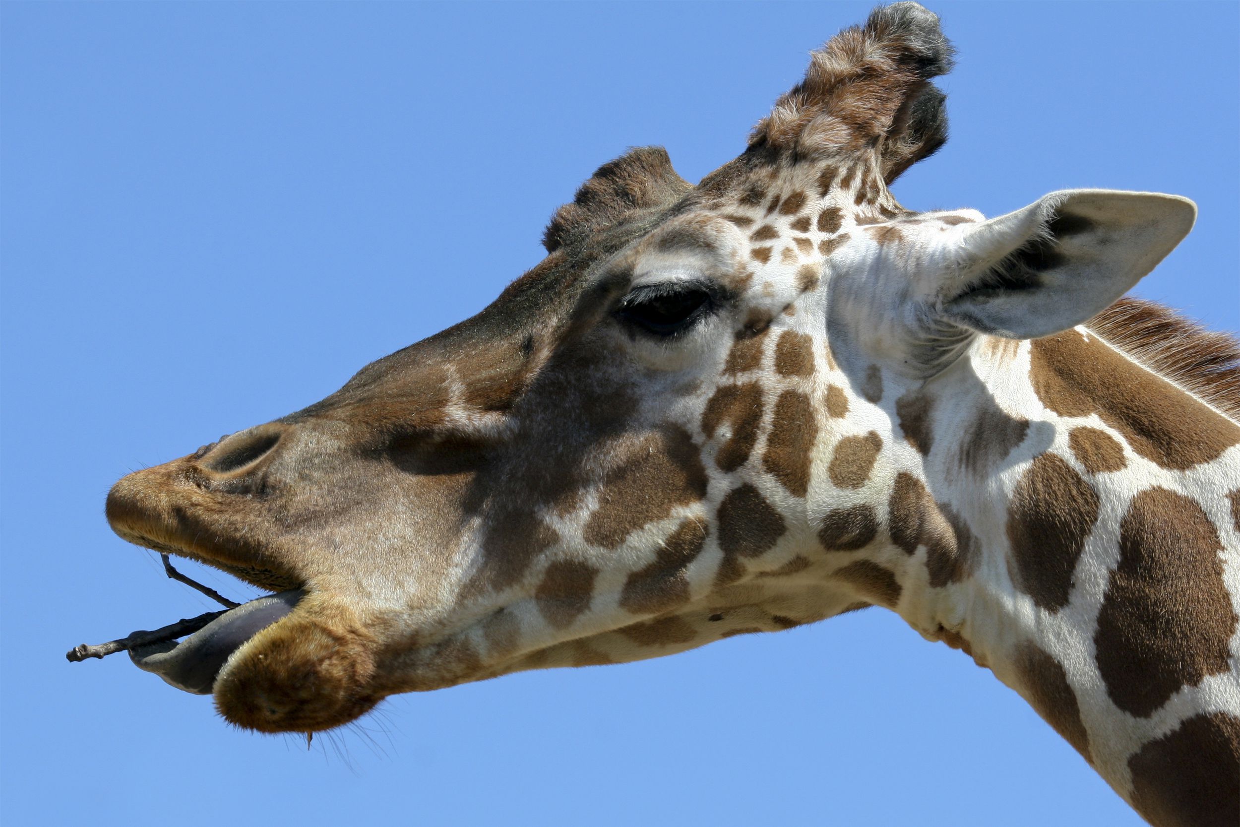 Maryland Zoo