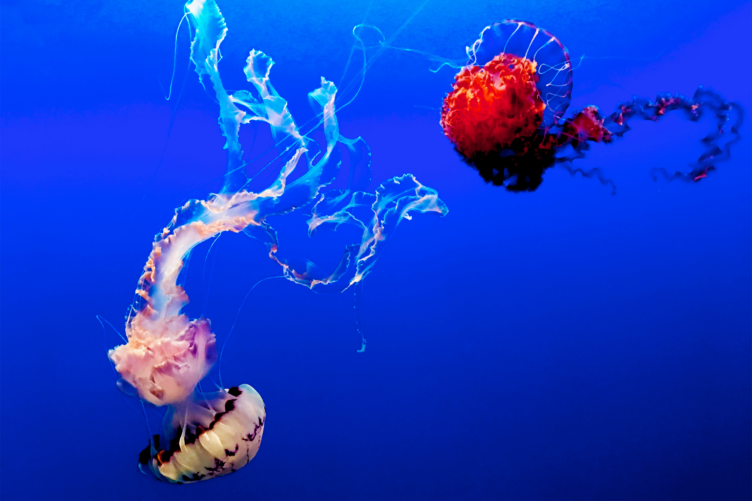 Monterey Bay Aquarium