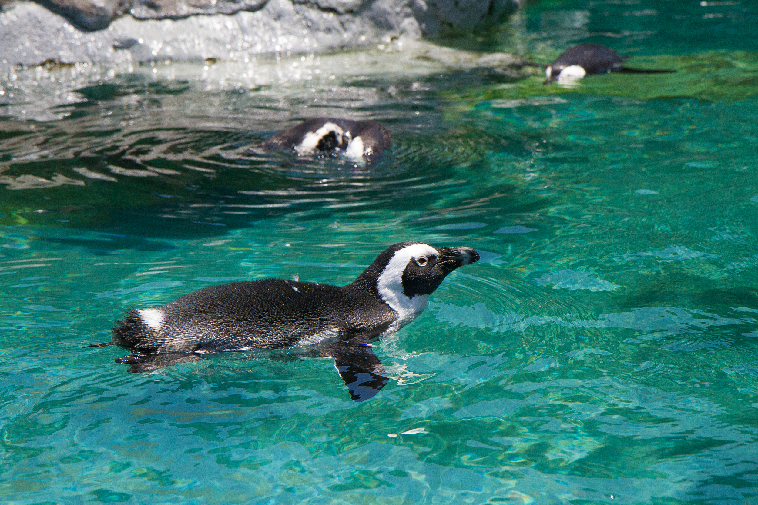 Mystic Aquarium