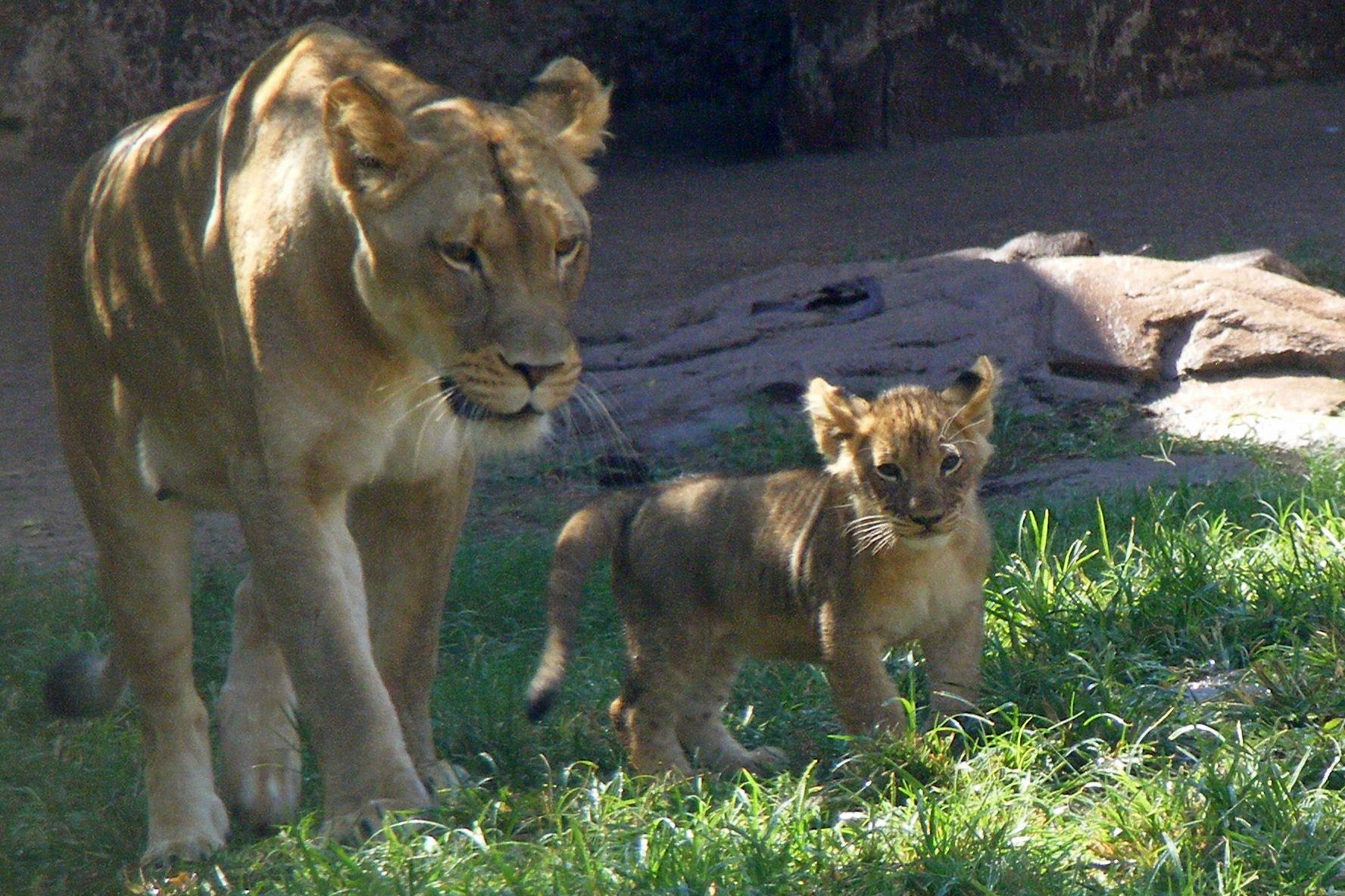 Lion Cubs at Reid Park Zoo