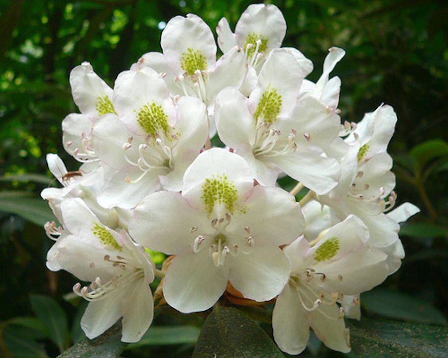 Rhododendron