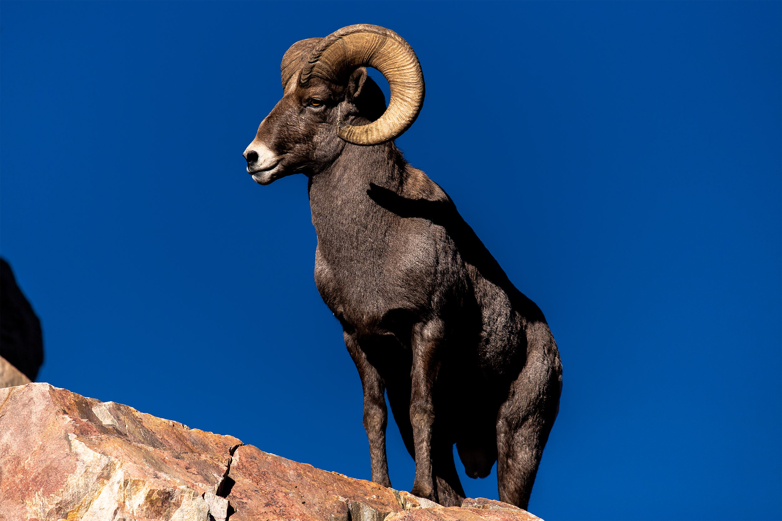 Big horn sheep