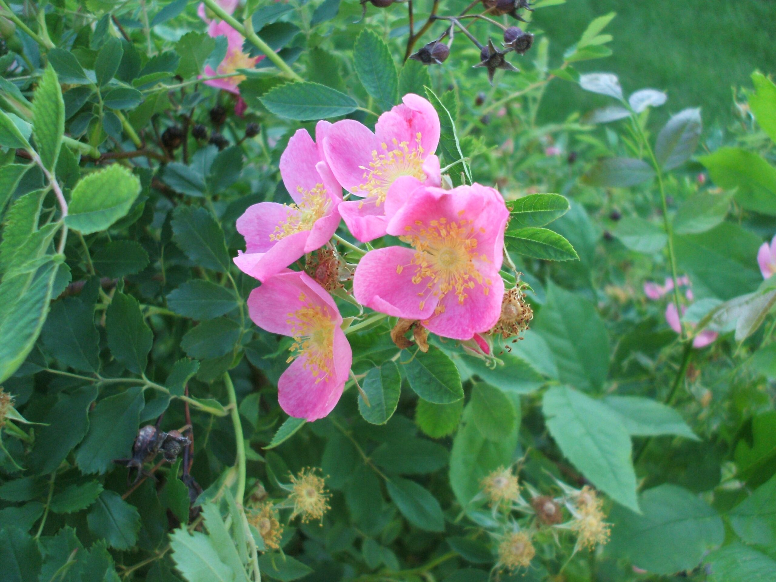 wild prairie rose
