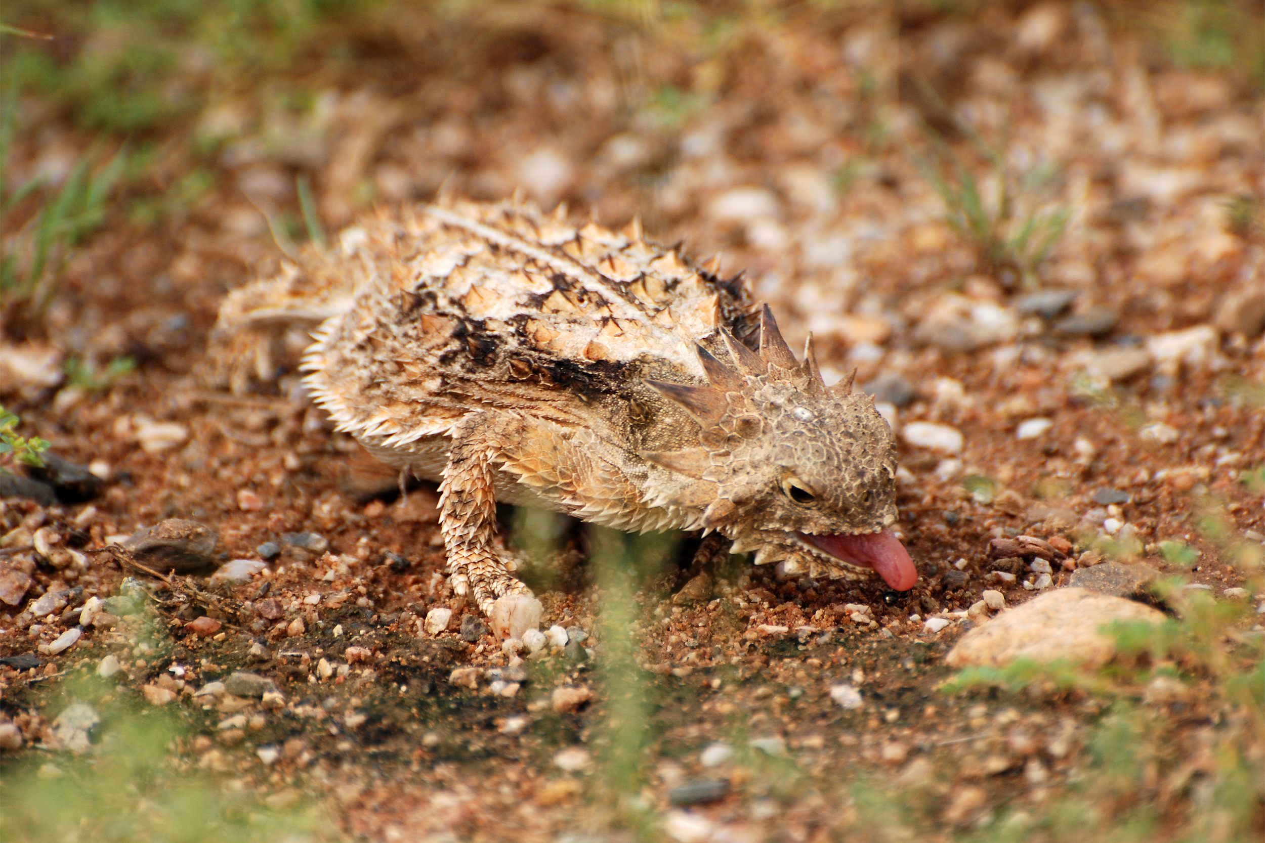 Saguaro National Park horned lizard