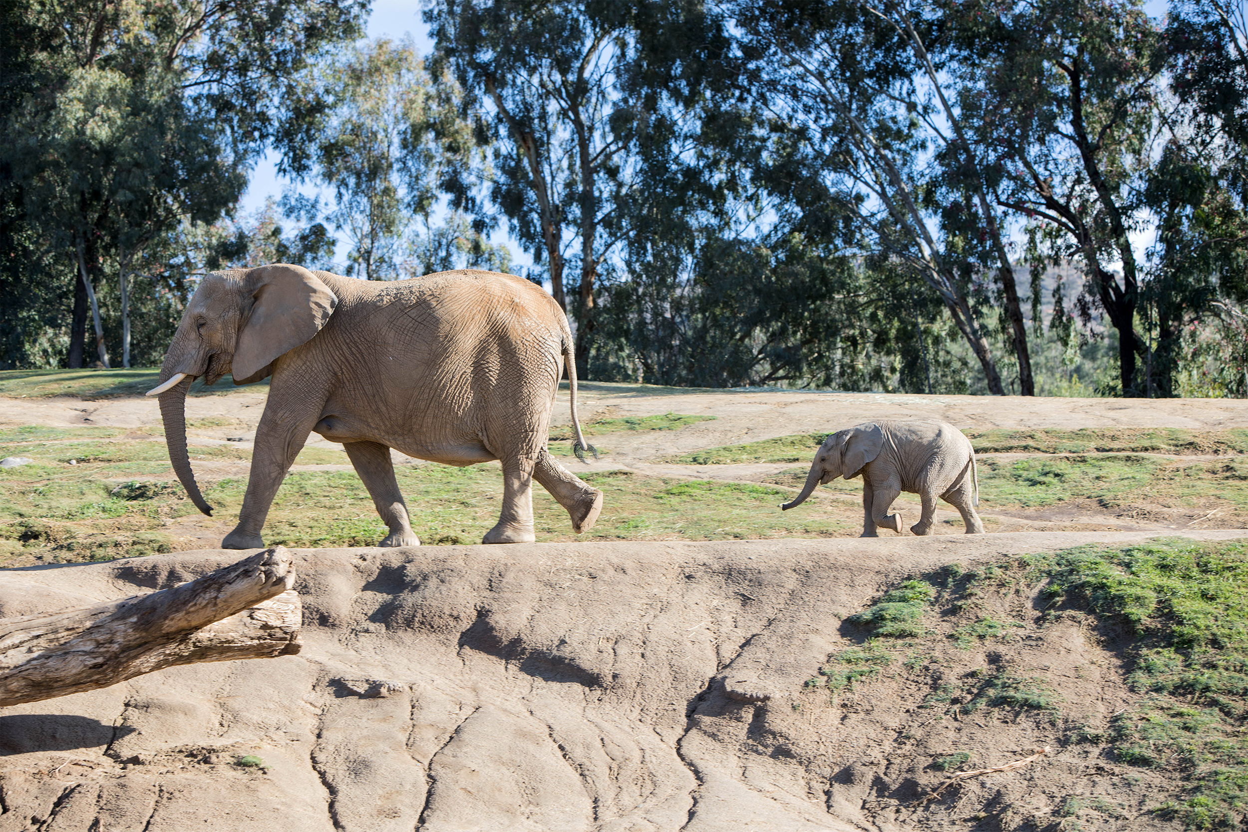 Mkhaya - San Diego Zoo Safari Park
