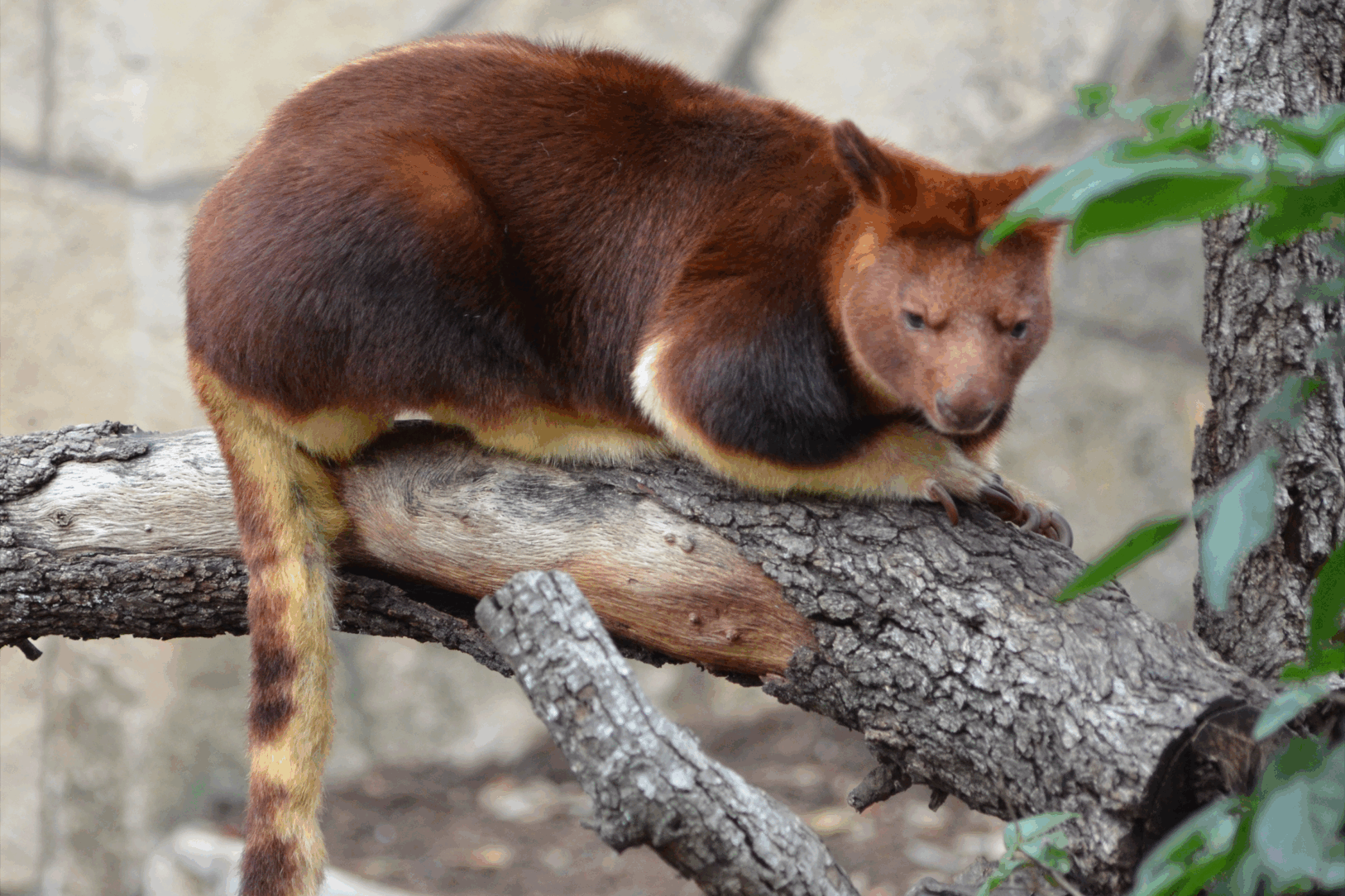 Baby Tree Roo 20 Zoos and Aquariums Streaming Live Animals From Home
