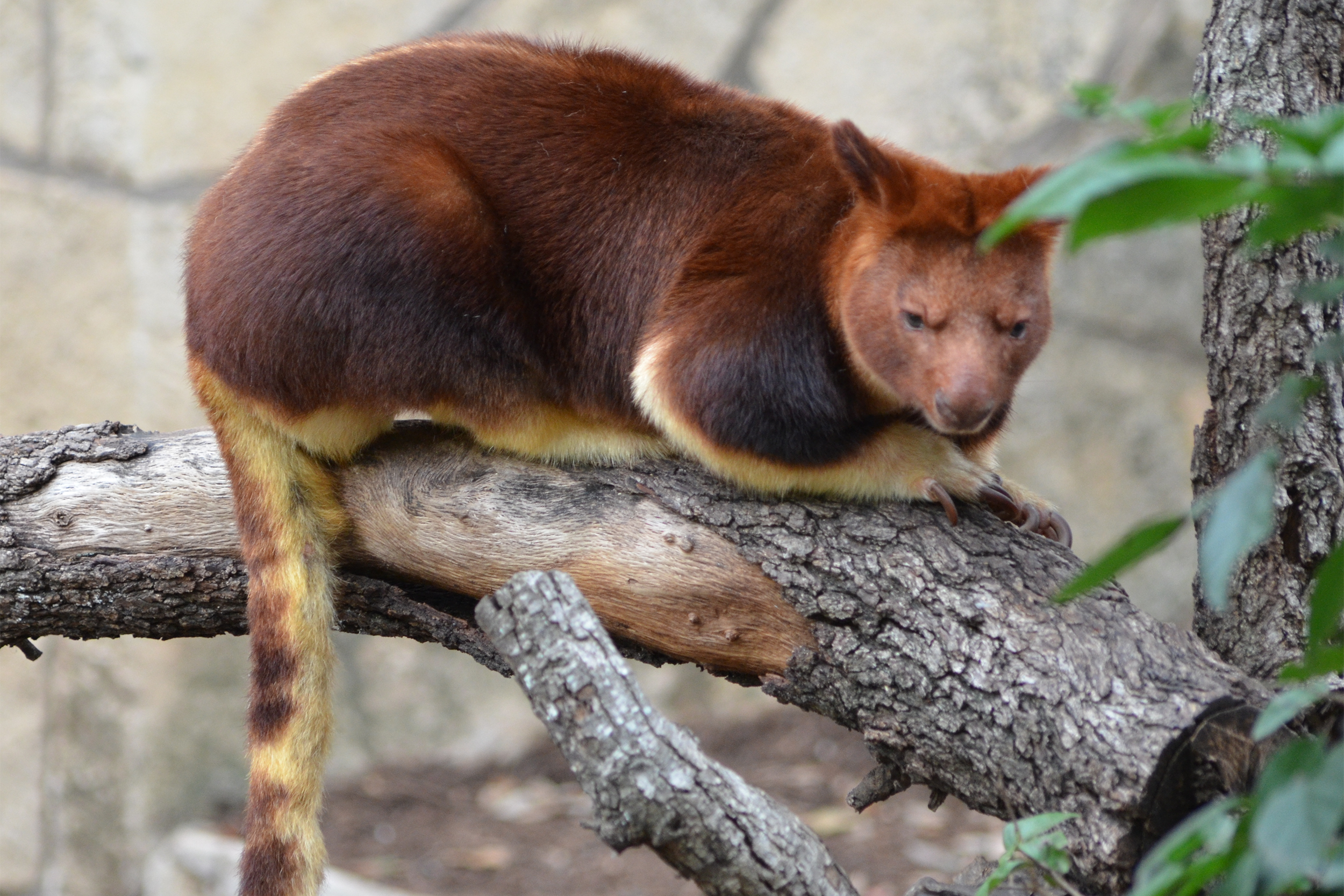 Tree Roo