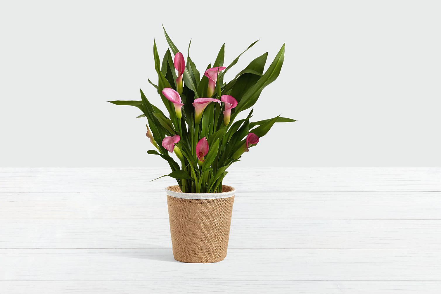 Pink Calla Lily