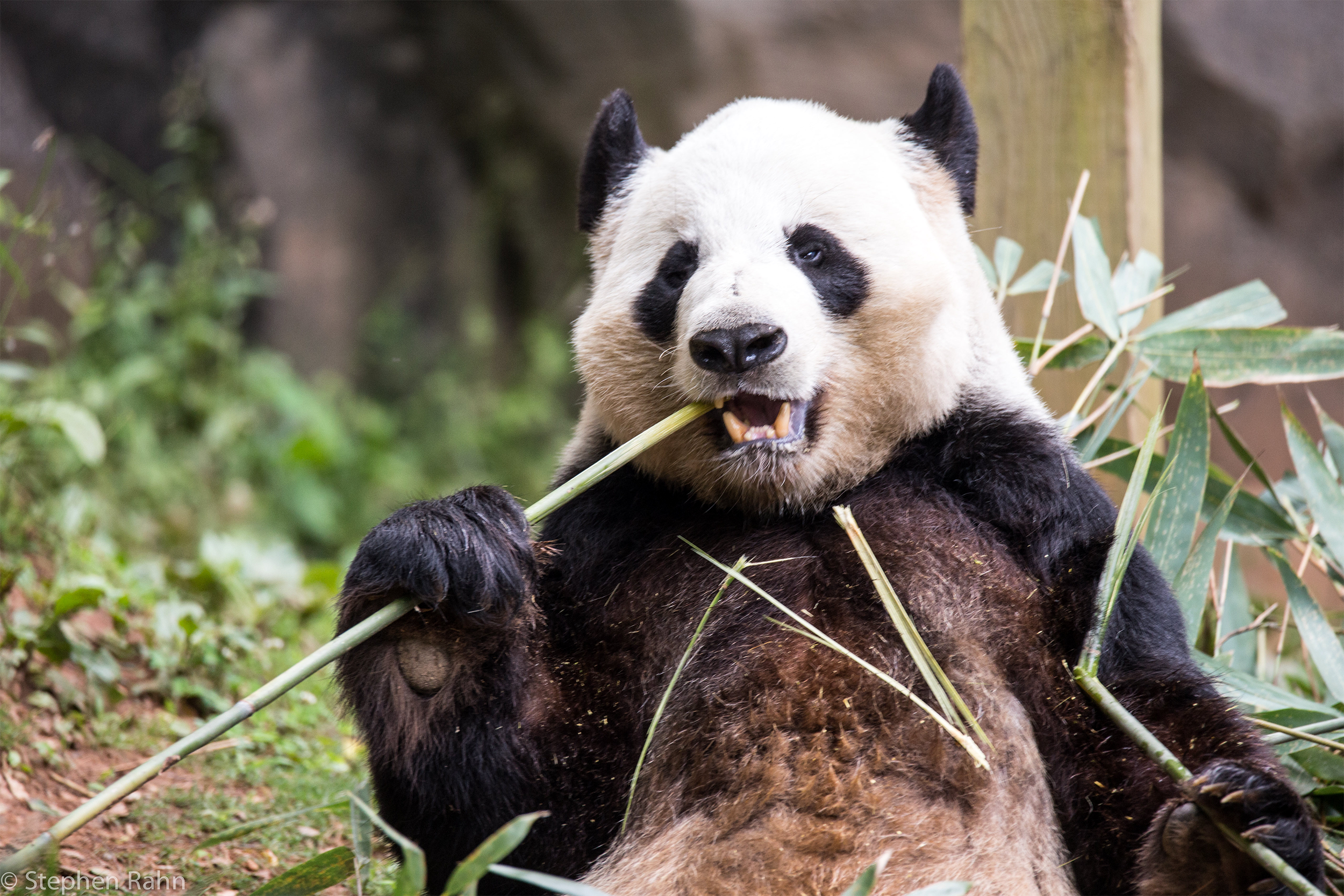 Zoo Atlanta Panda