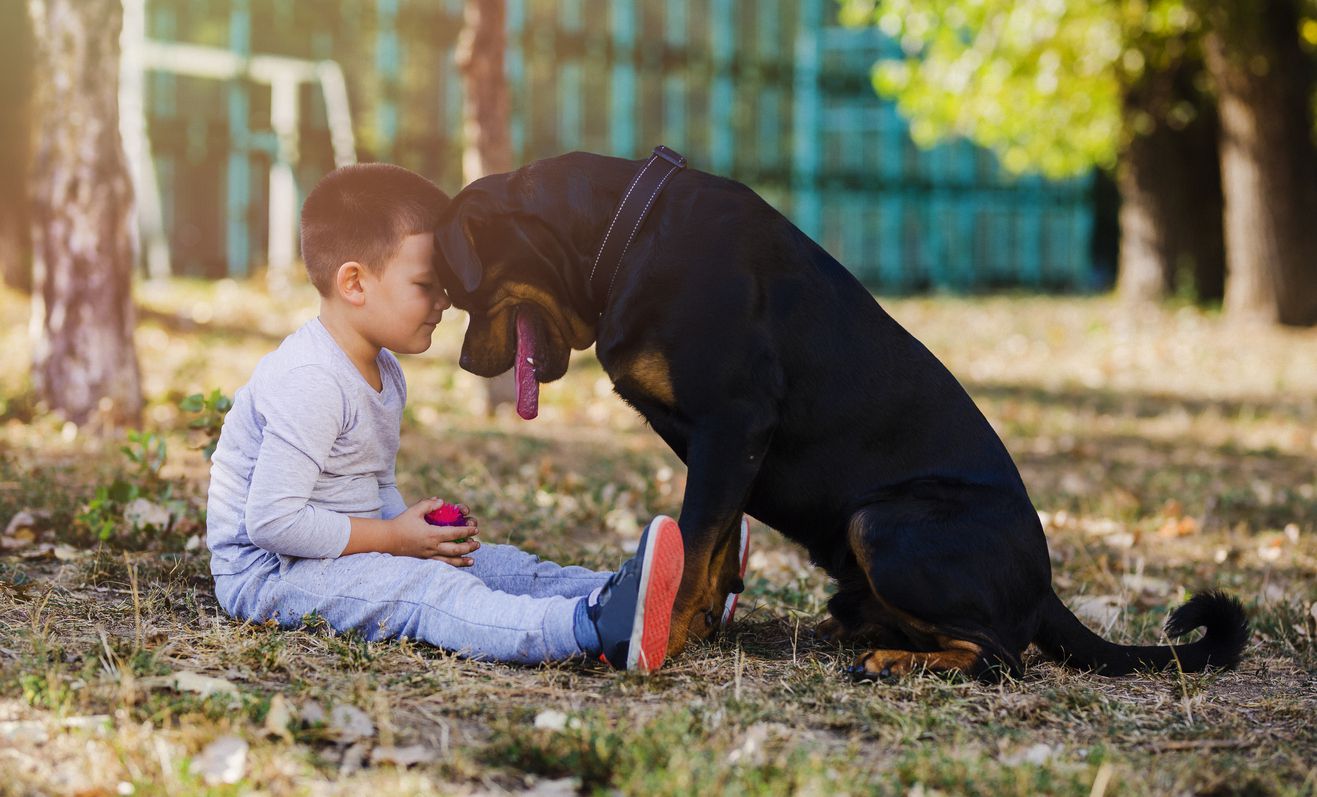 rottweiler with boy