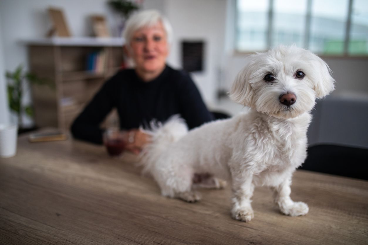 maltese