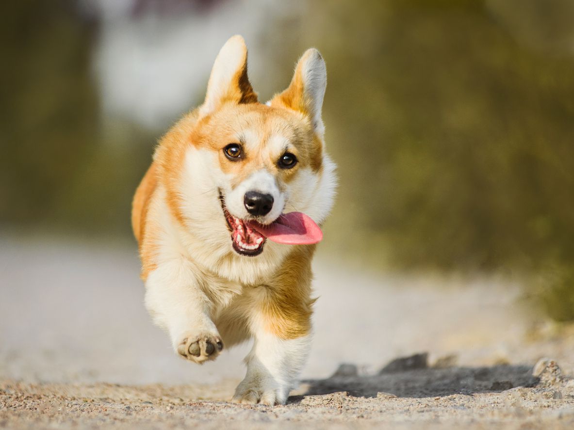 corgi