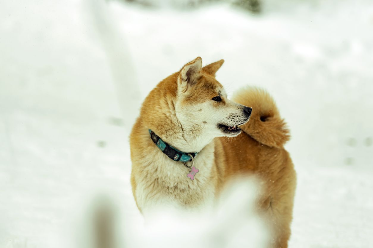akita