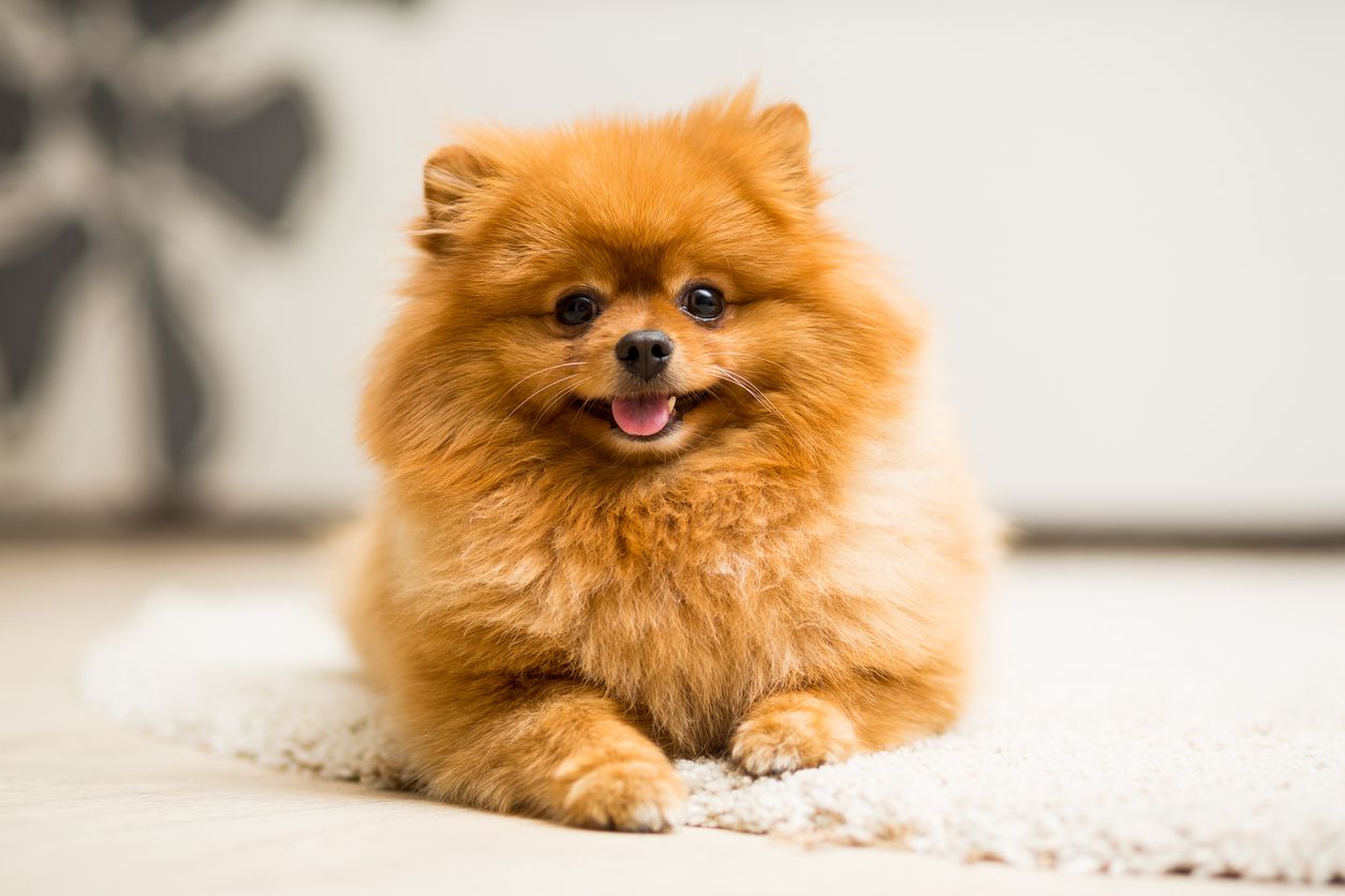 pomeranian