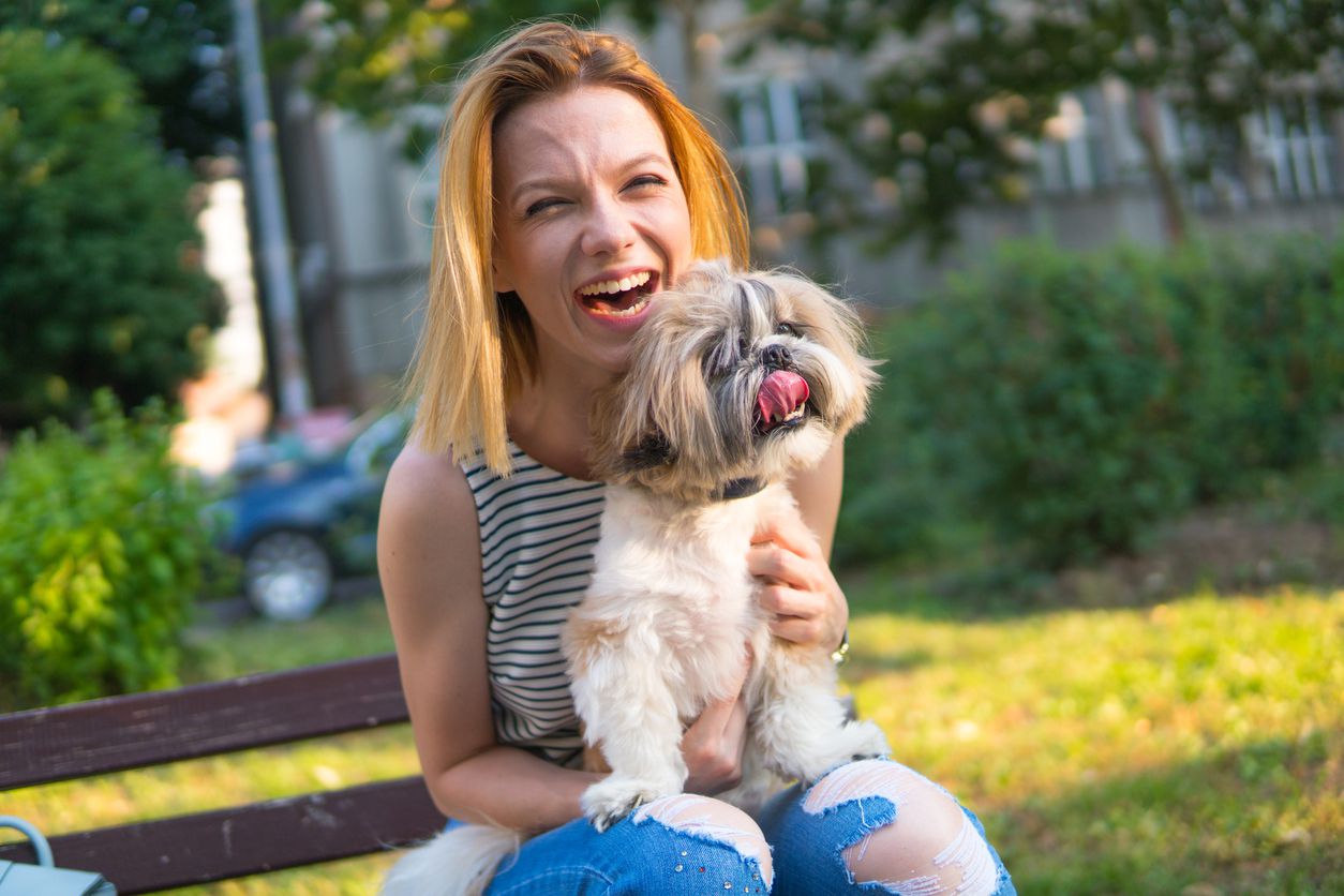 shih tzu lap