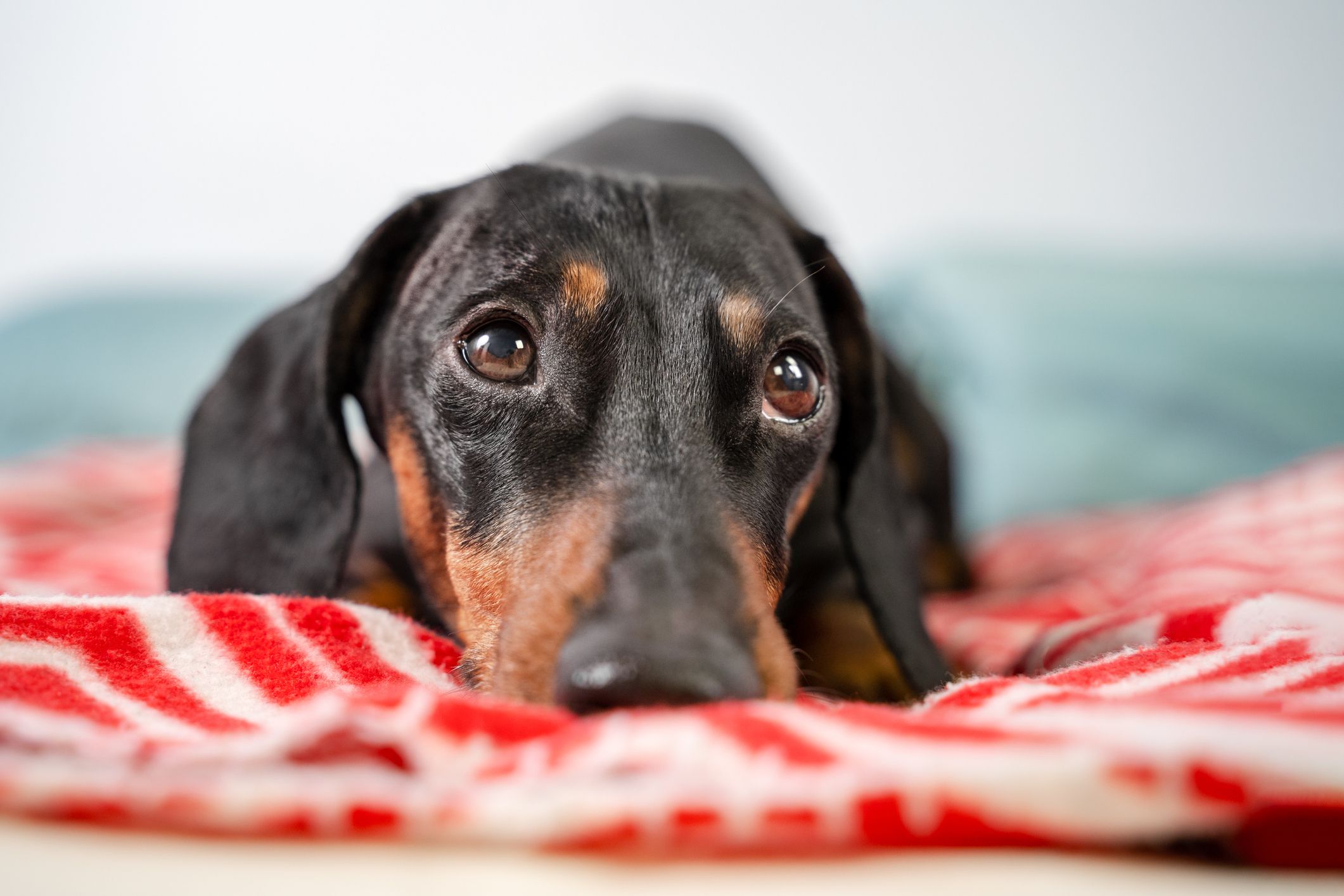 dachshund
