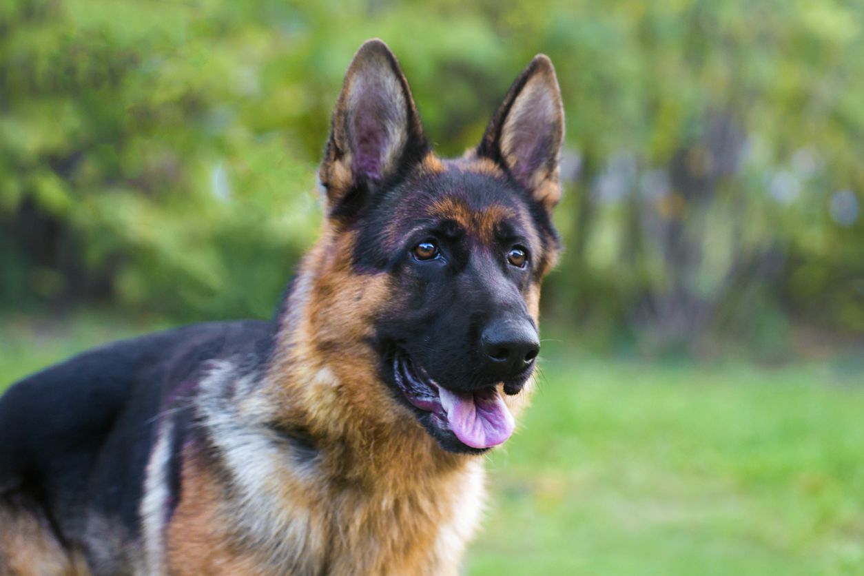 german shepherd