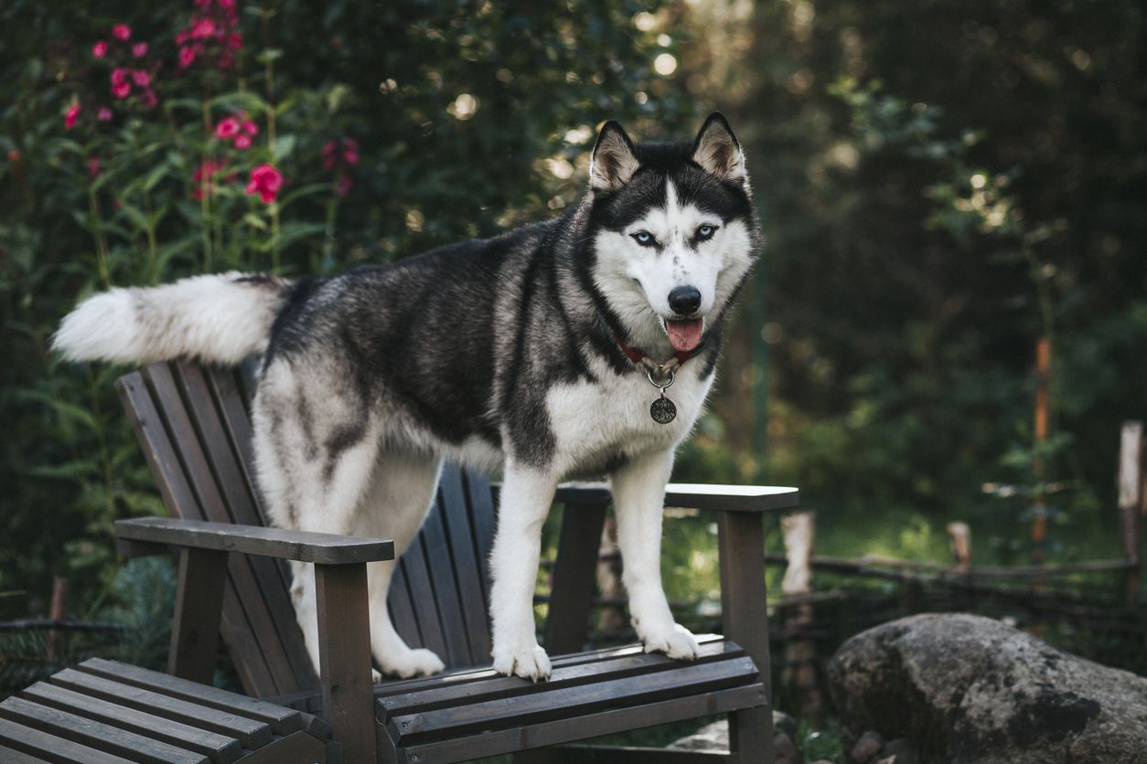siberian huskie
