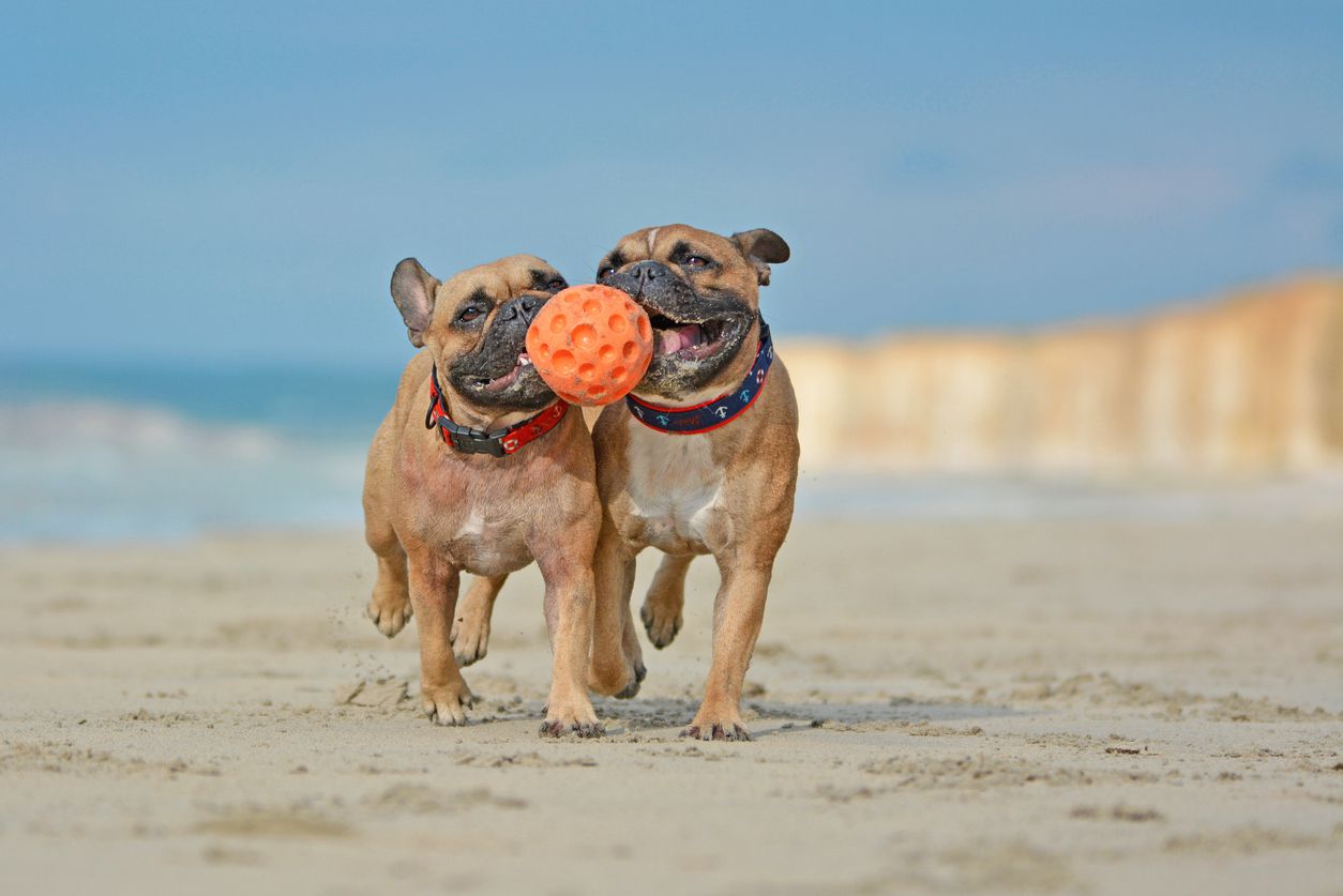french bull dogs