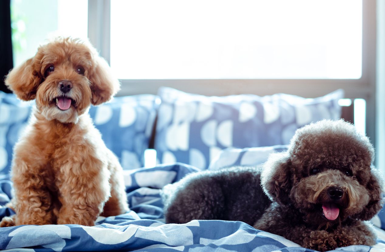 poodle