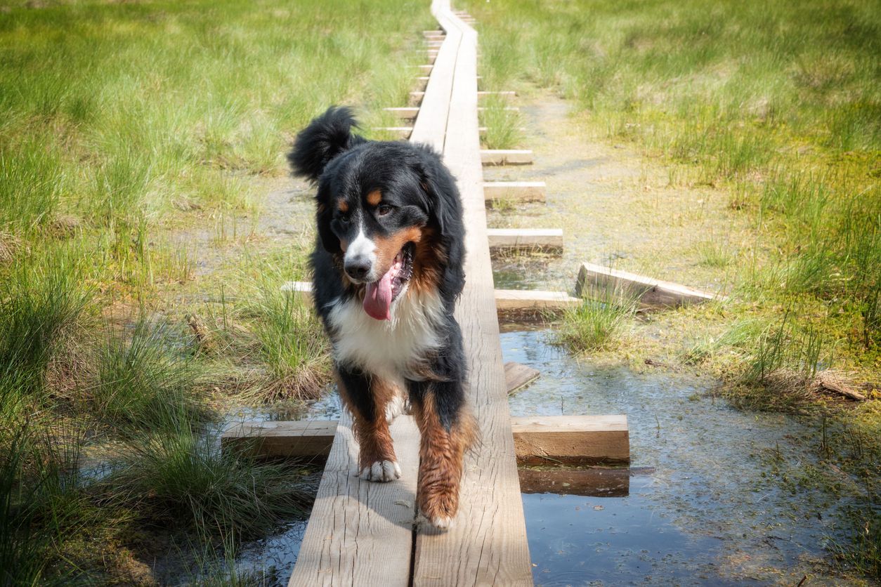 bernese mountain dog